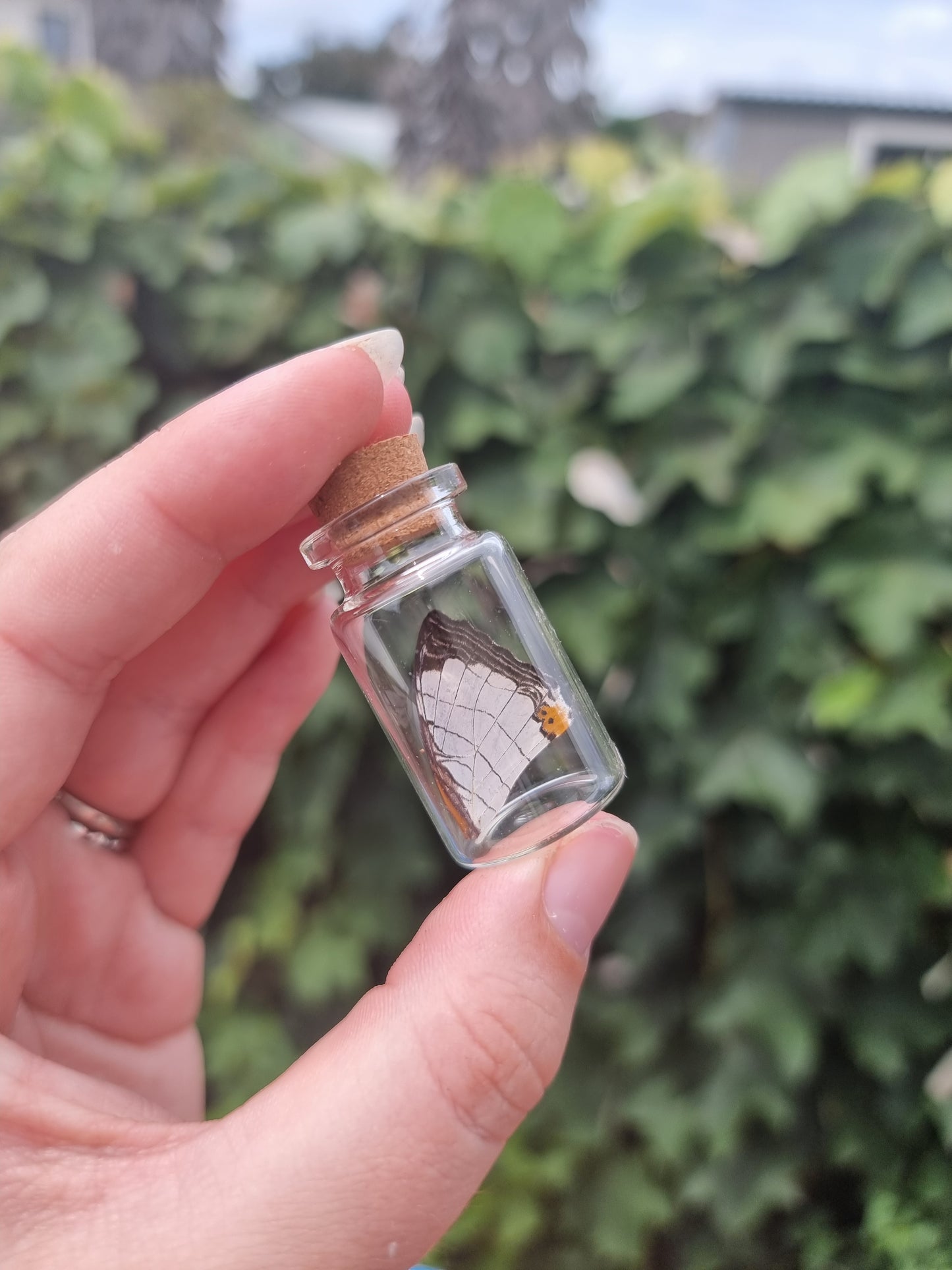 Map Wing Jar Small
