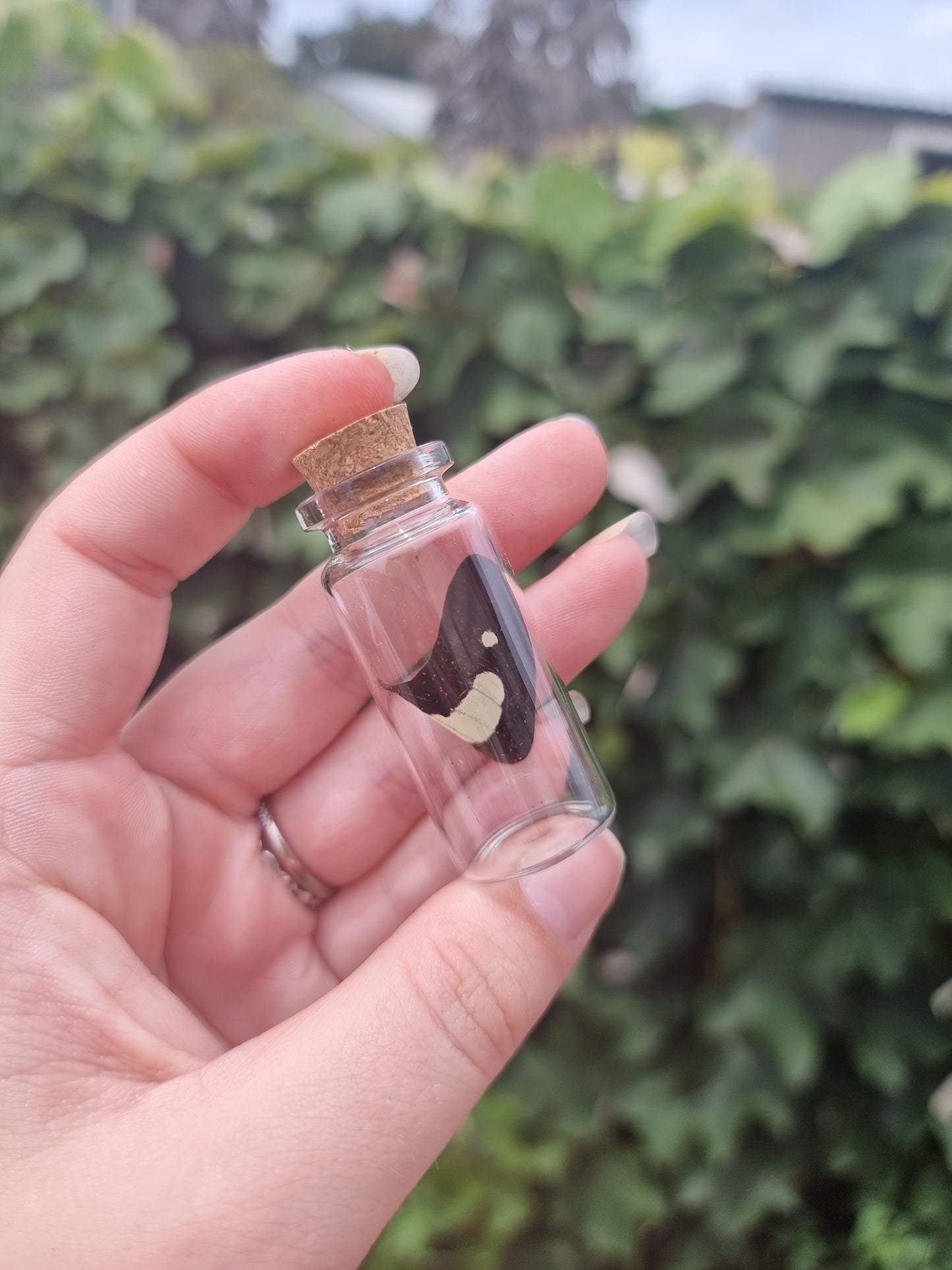 Common Nawab Wing Jar Medium