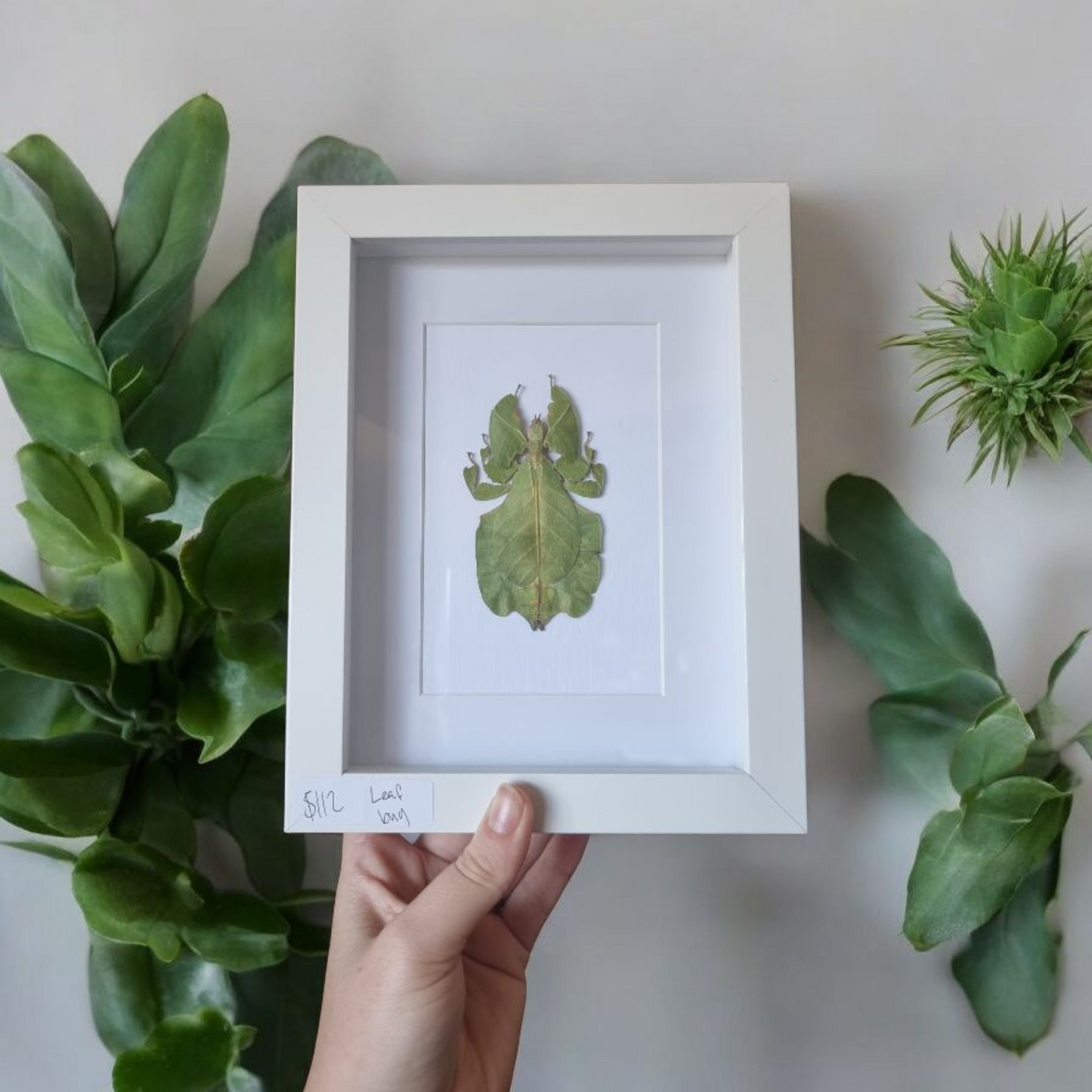 Framed Leaf Bug