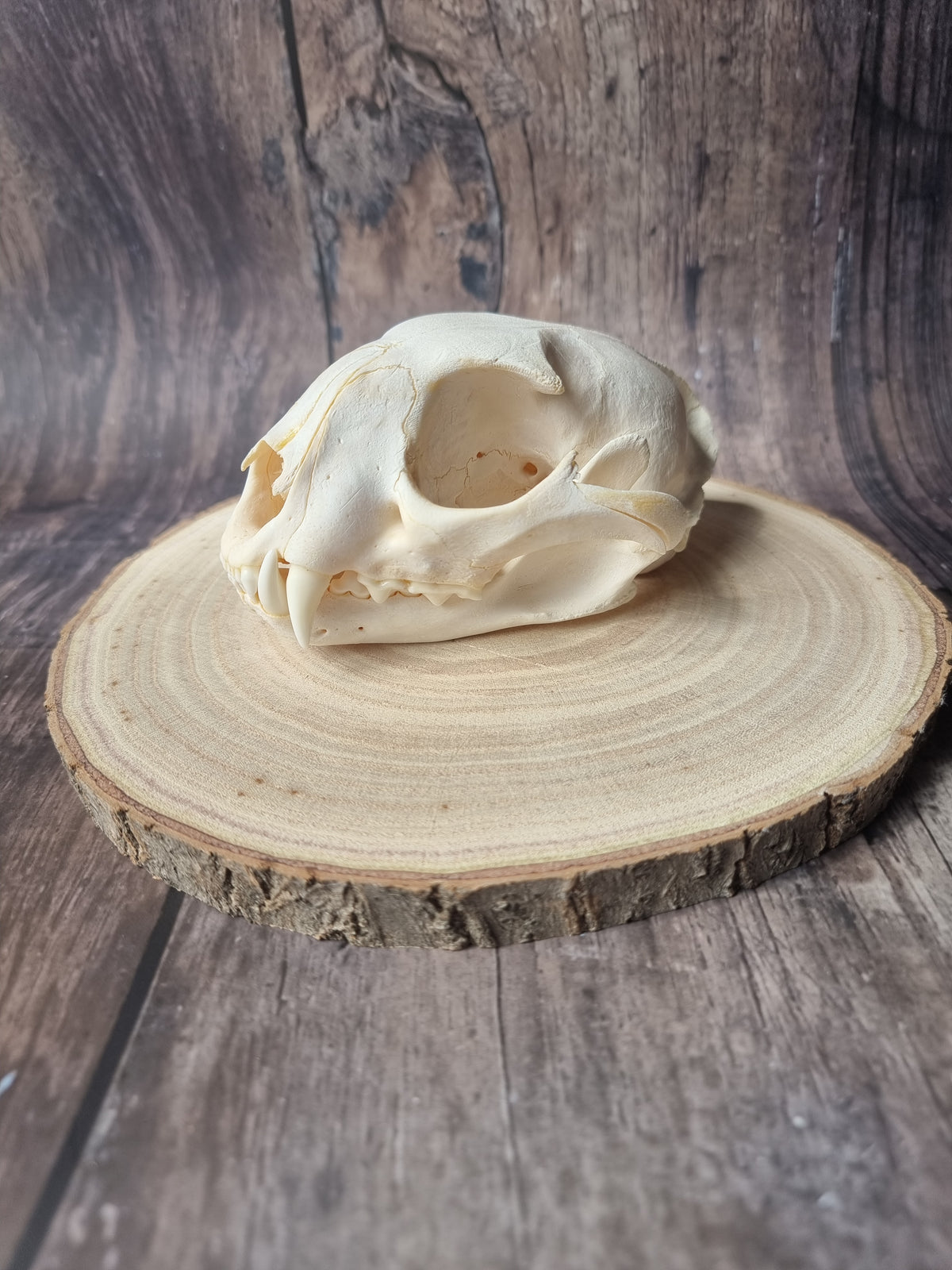 Caracal Skull #1