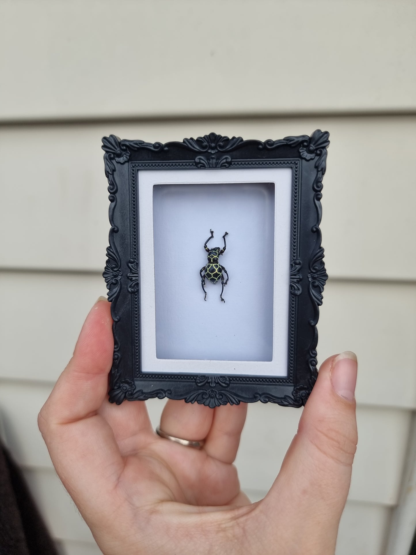 Mini Magnet Frame Dancing Weevil #6