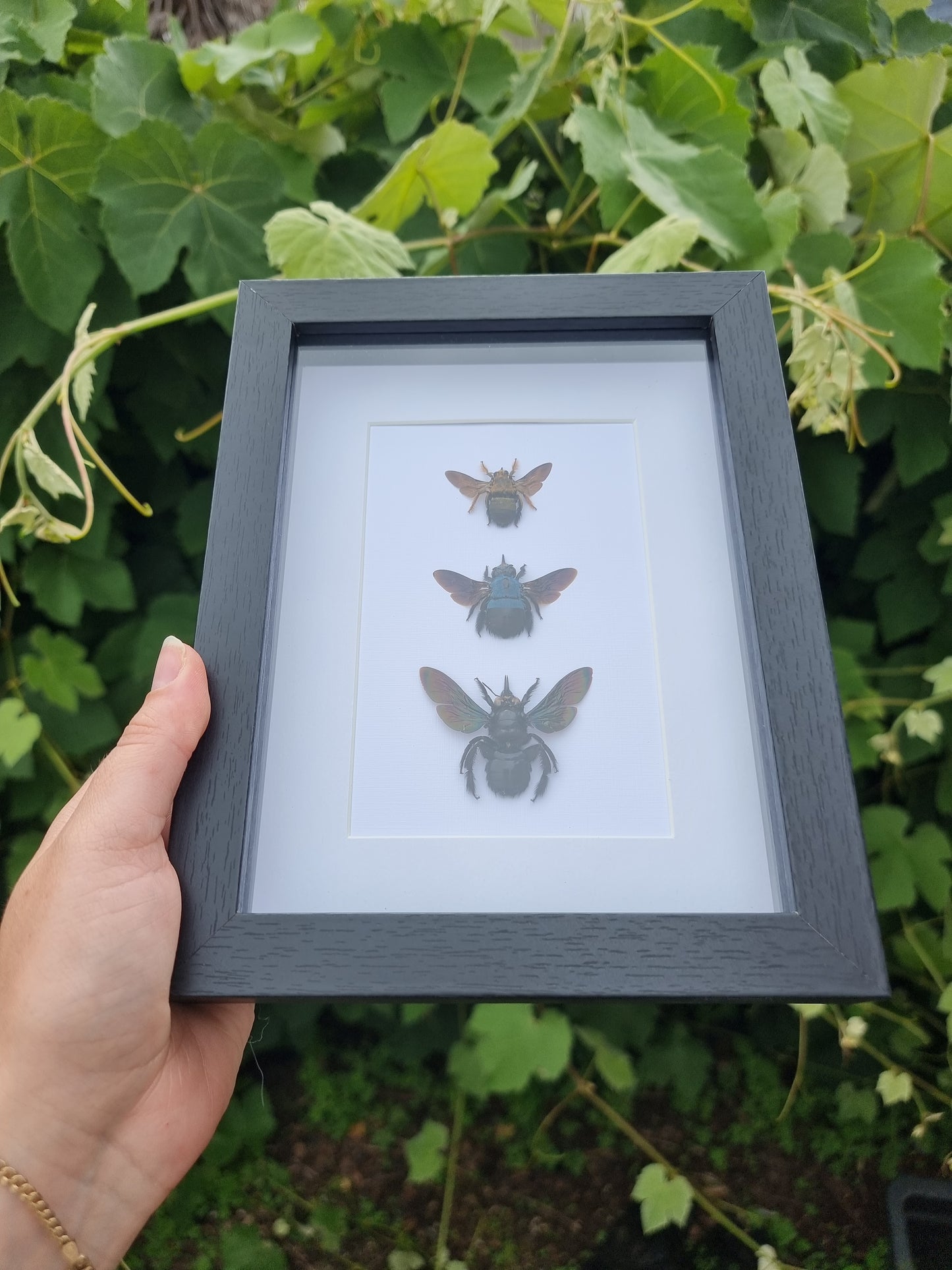 Triple Bee Frame #1