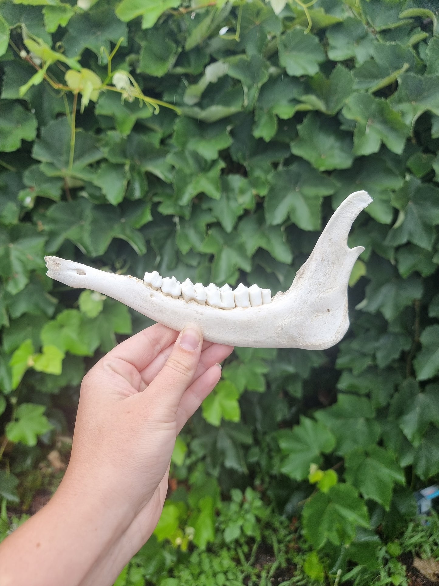 Goat Jaw