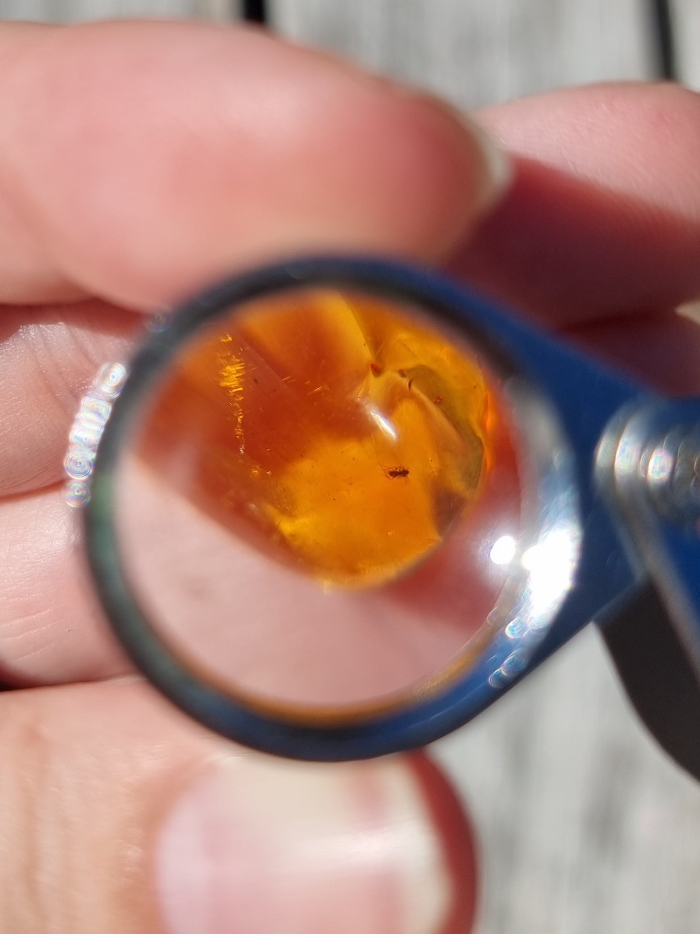 Bug in Amber #2
