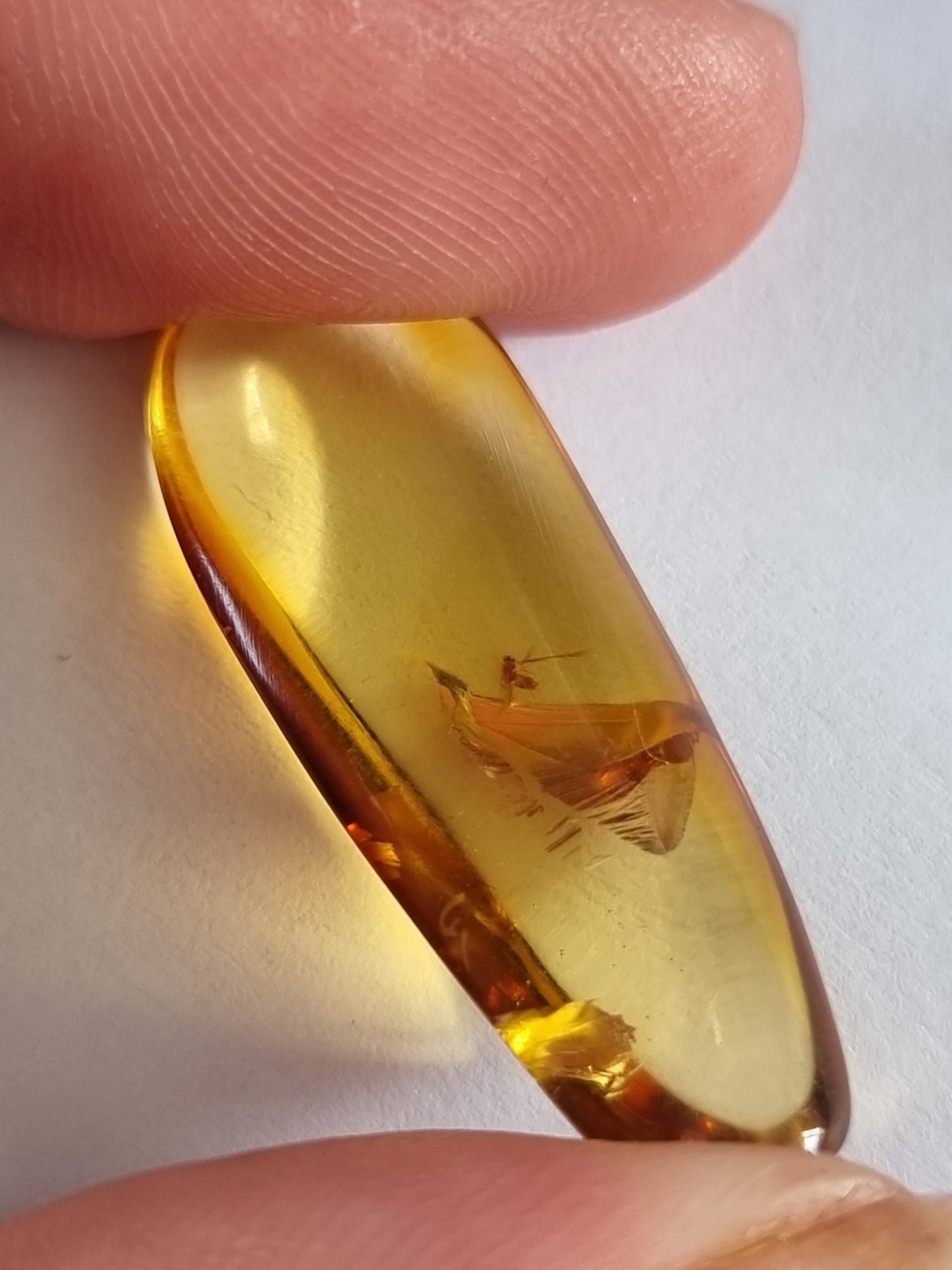 Bug In Amber #3
