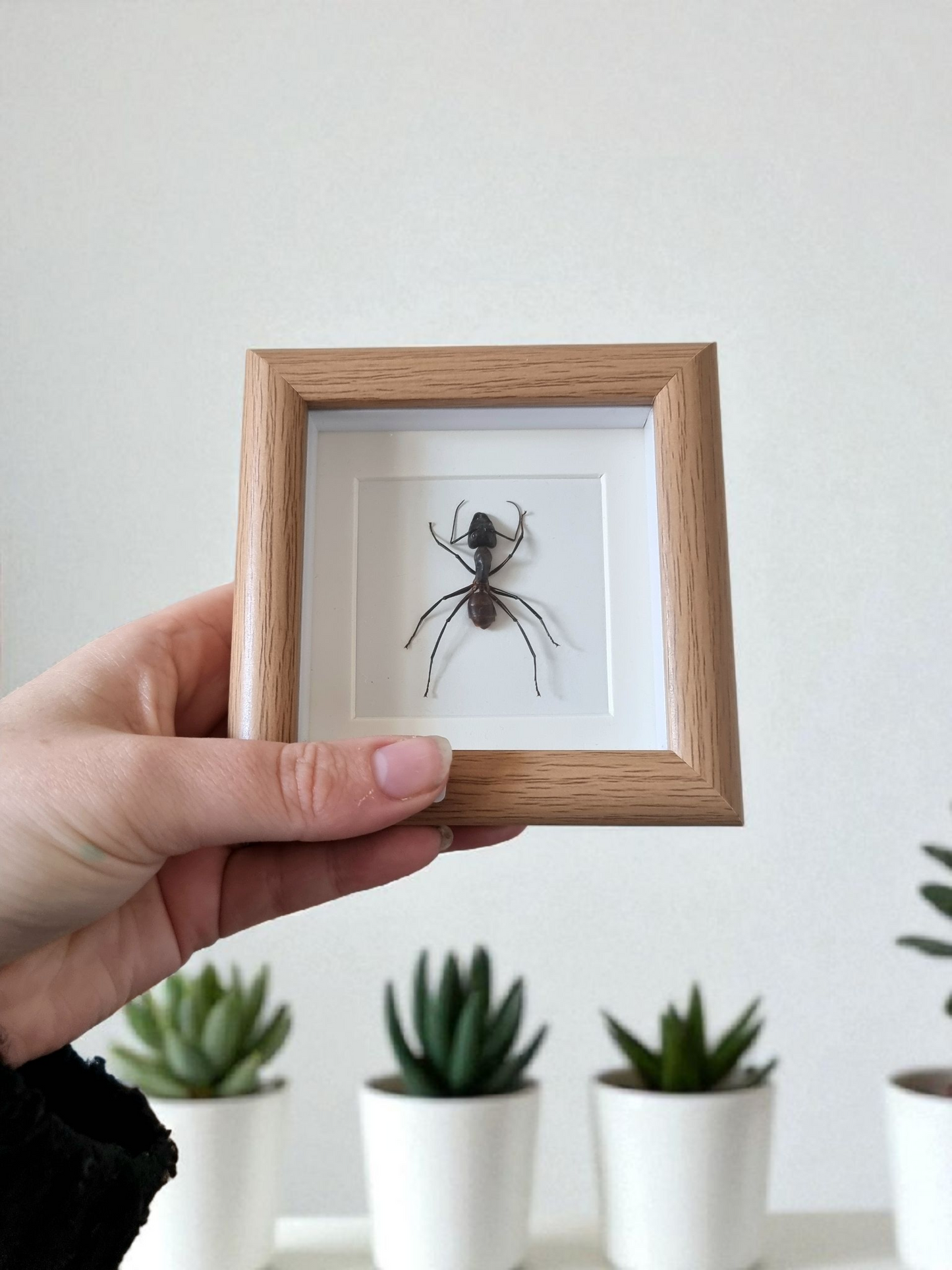 Mini Framed Ant #1