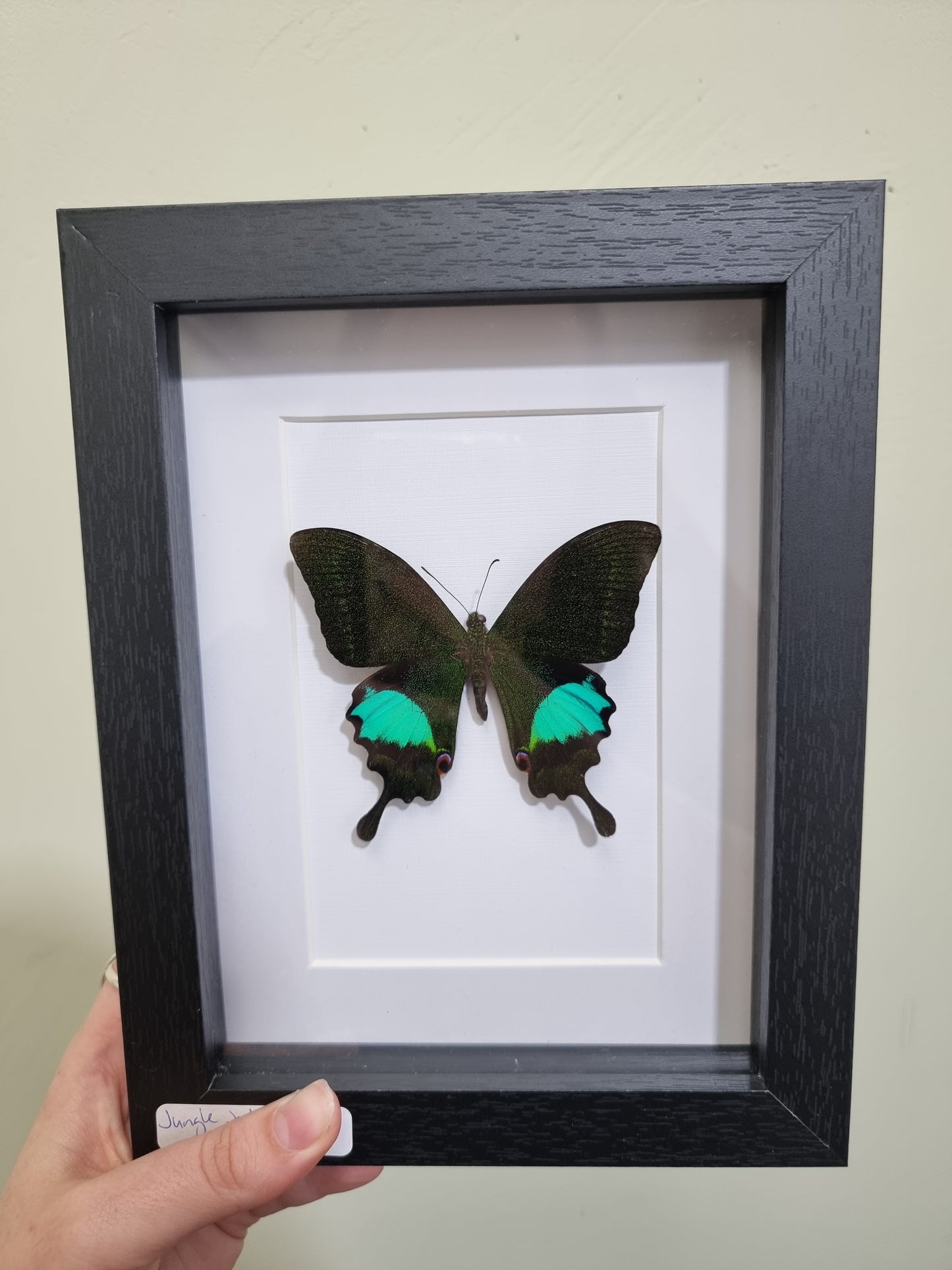 Framed Jungle Jade Butterfly