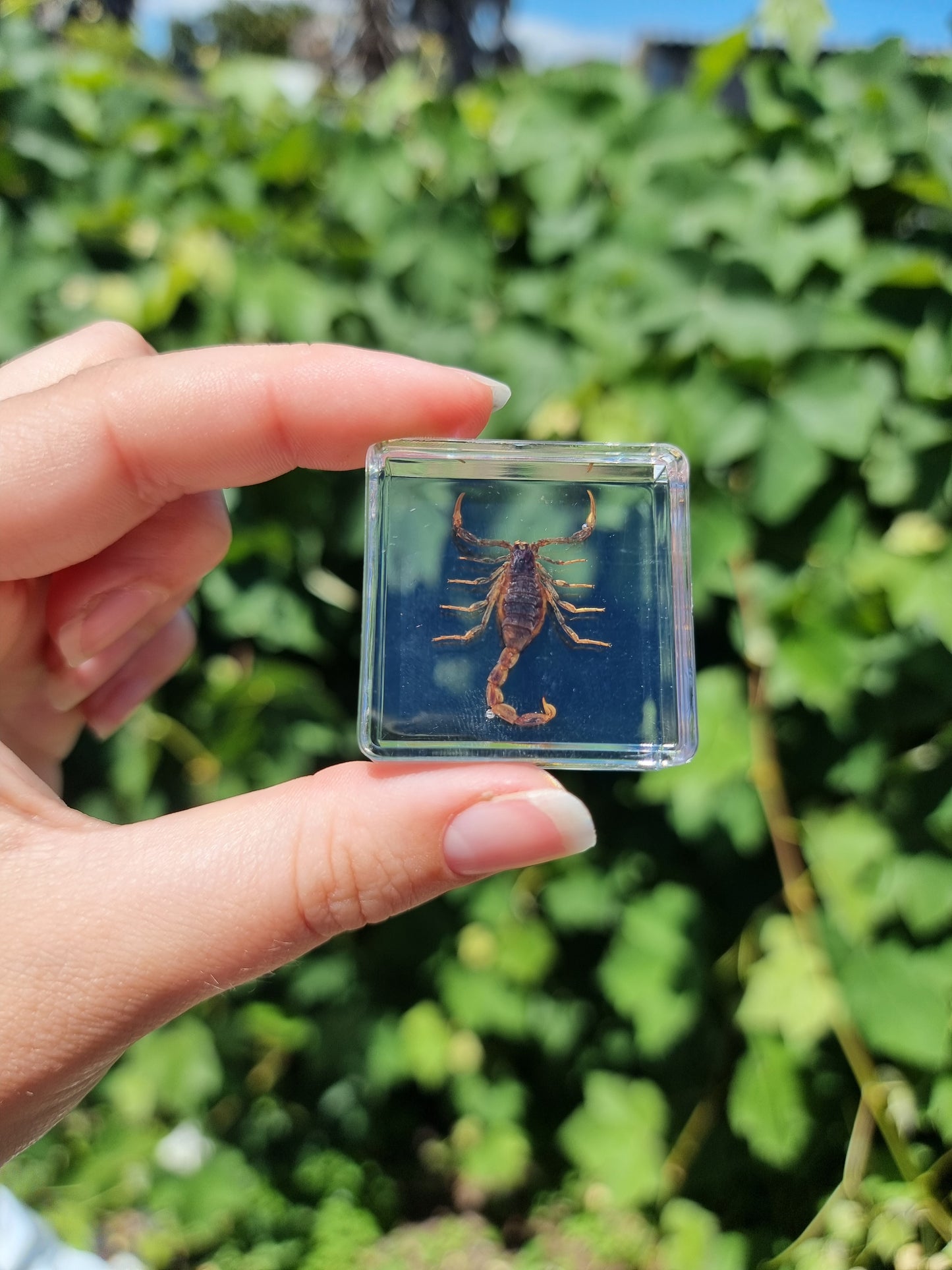 Mini Brown Scorpion In Resin