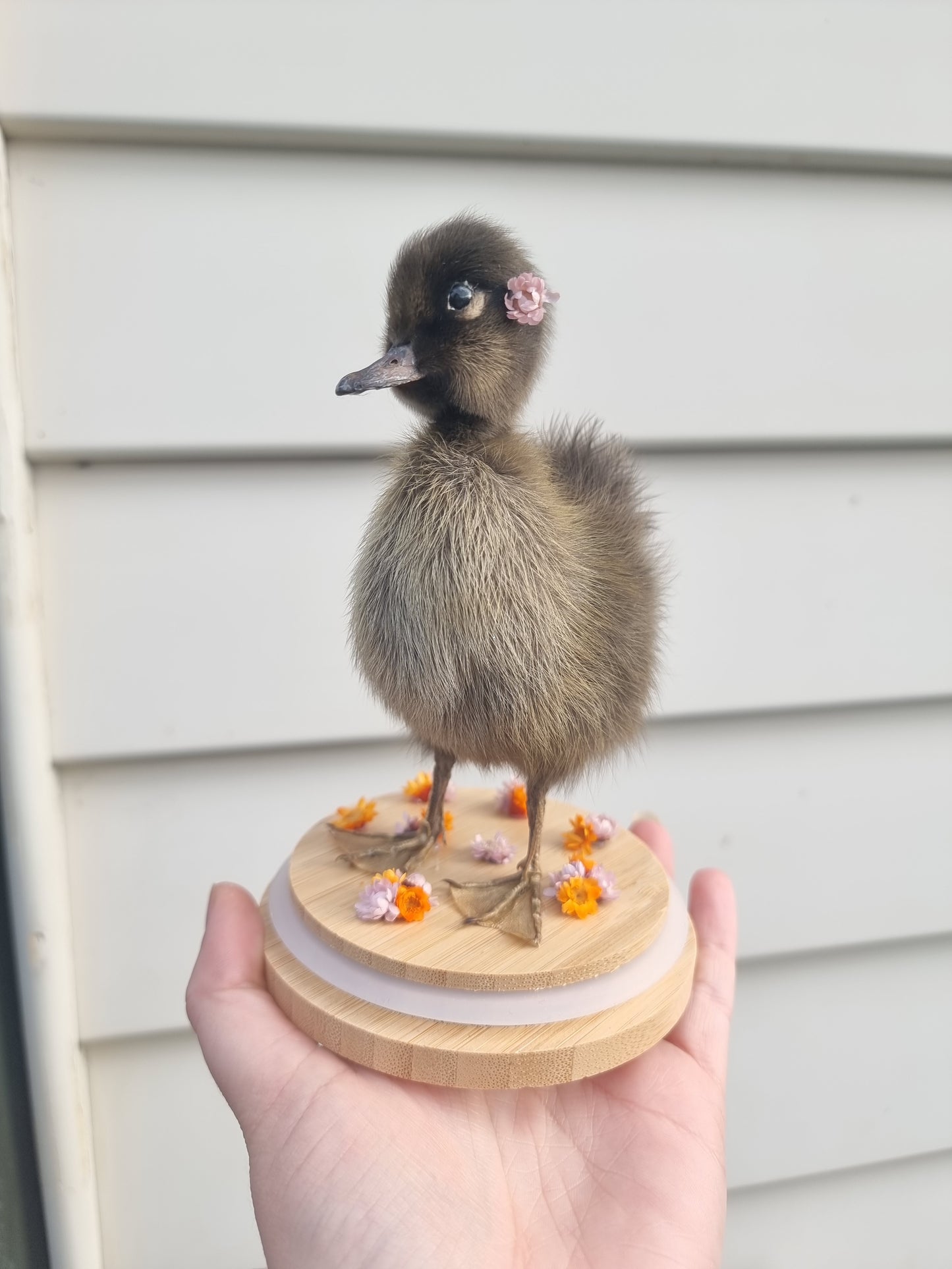 Duckling Dome #2