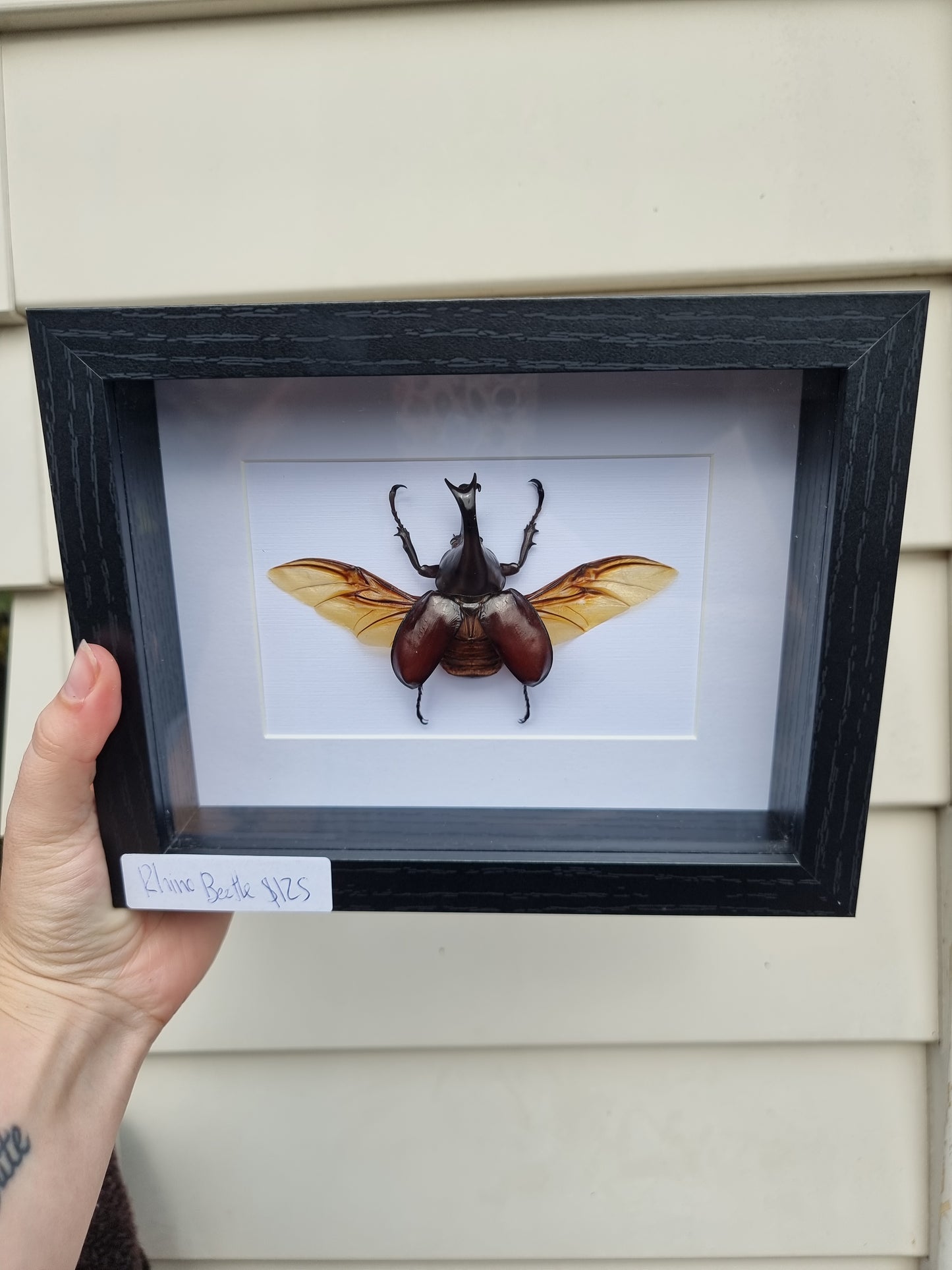 Framed Rhino Beetle
