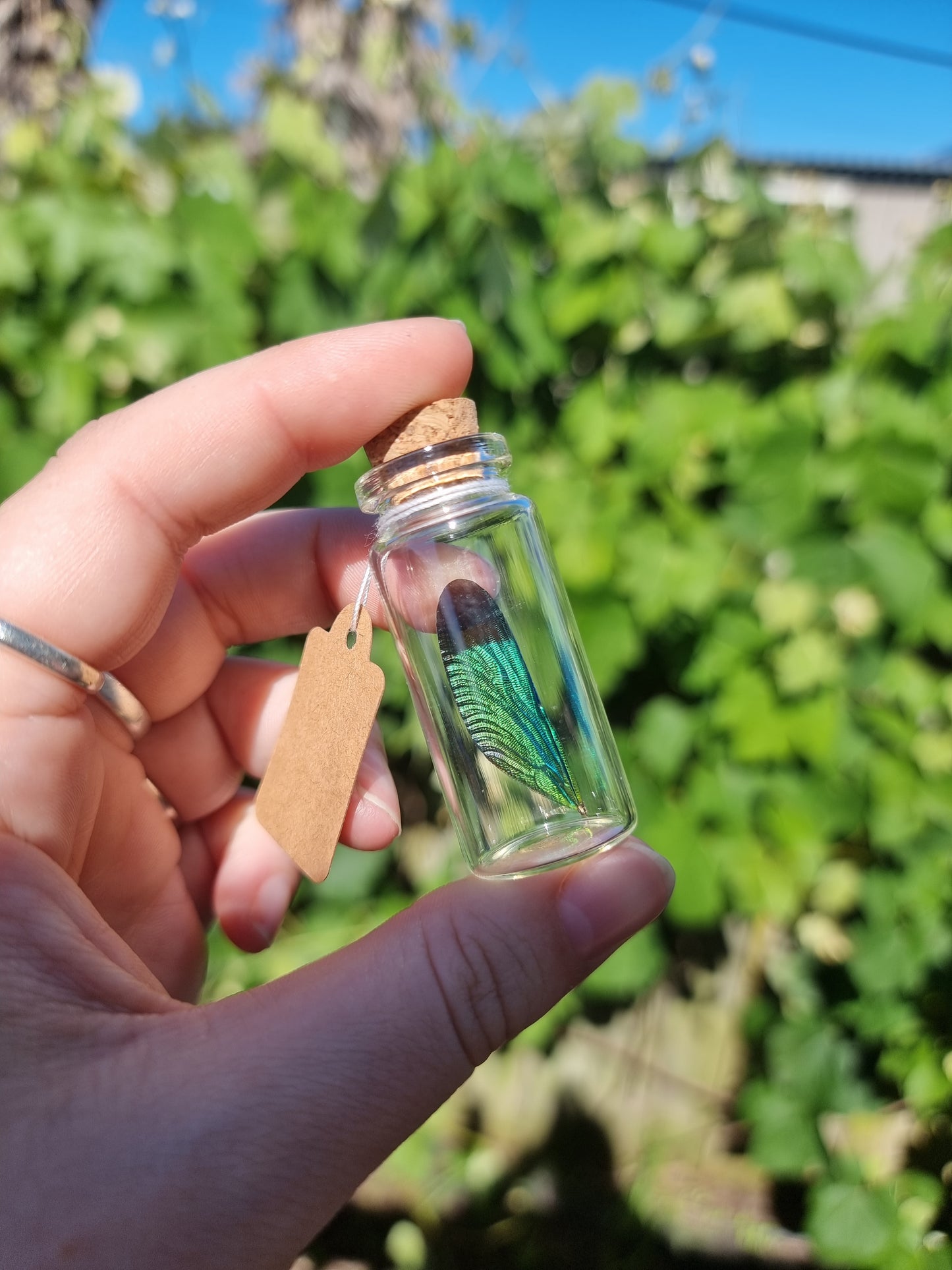 Medium Damselfly Wing Jar