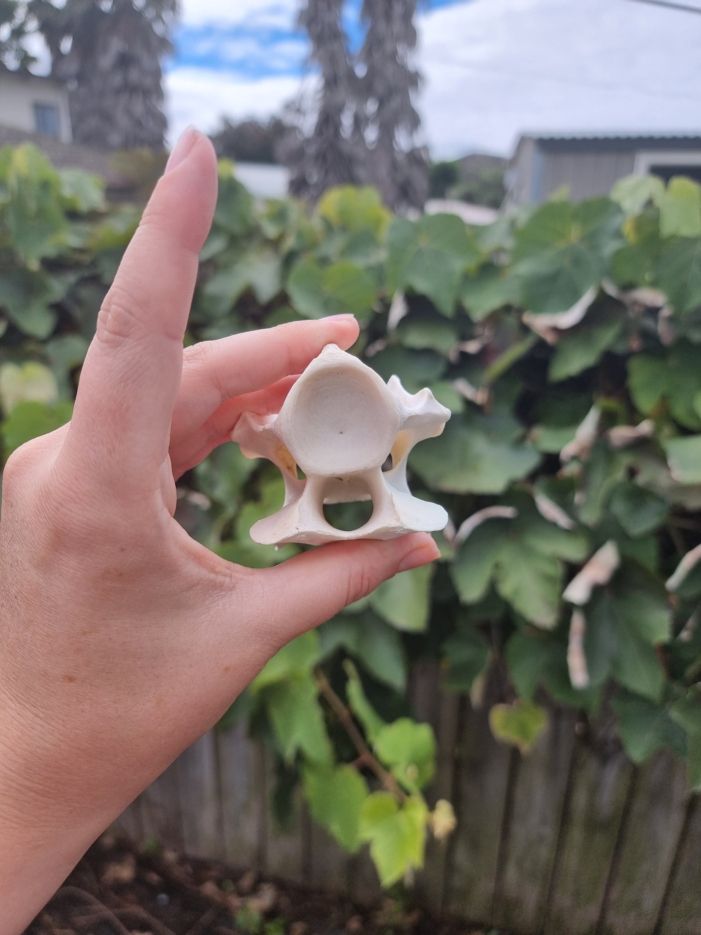 Deer Vertebrae with a smile!