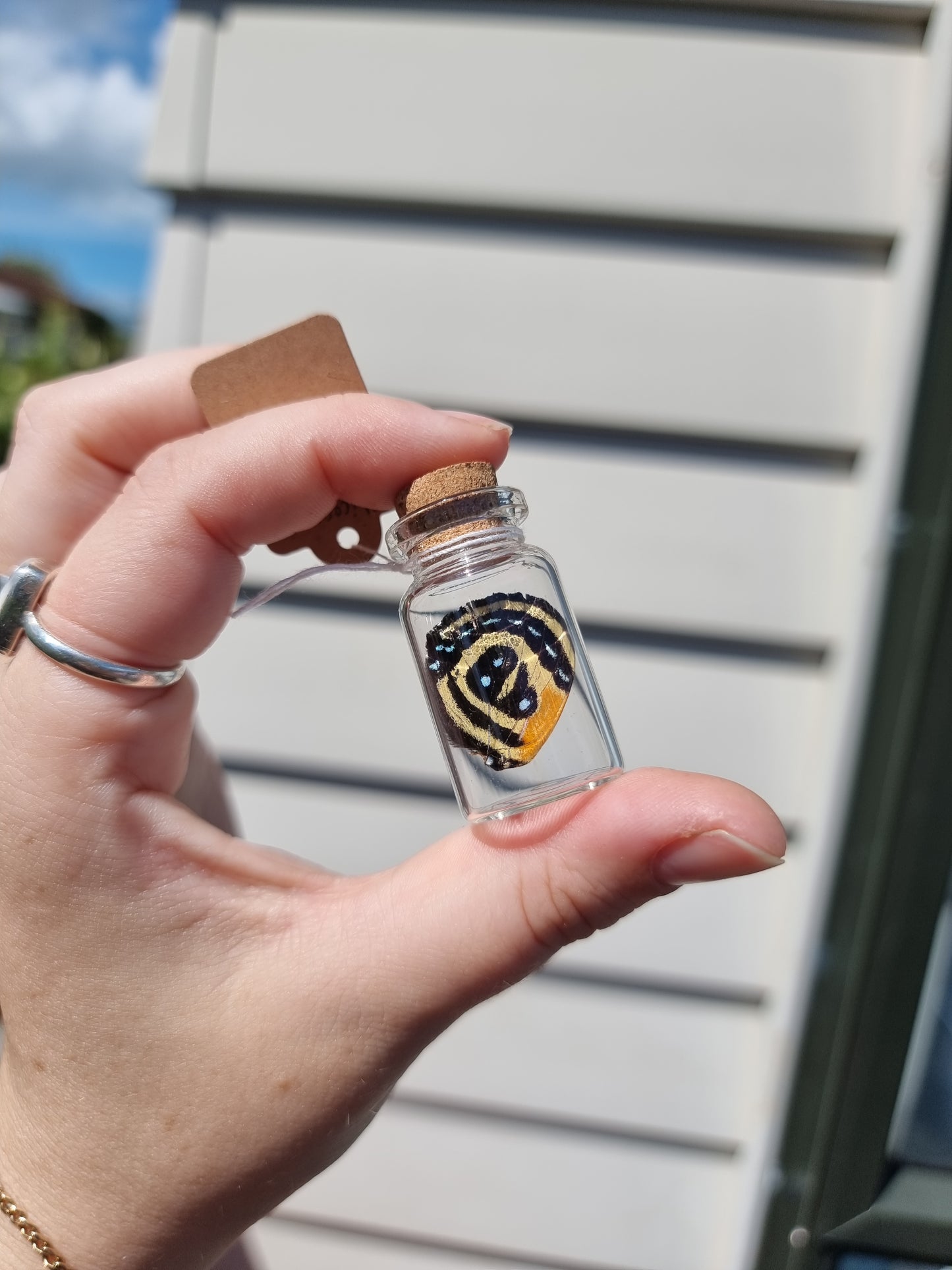 Small Callicore Cynosure Butterfly Wing Jar