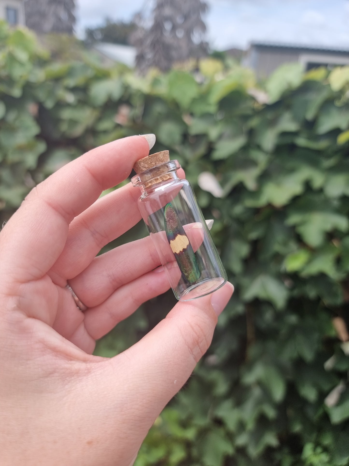 Jewel Beetle Wing Jar #2 Large