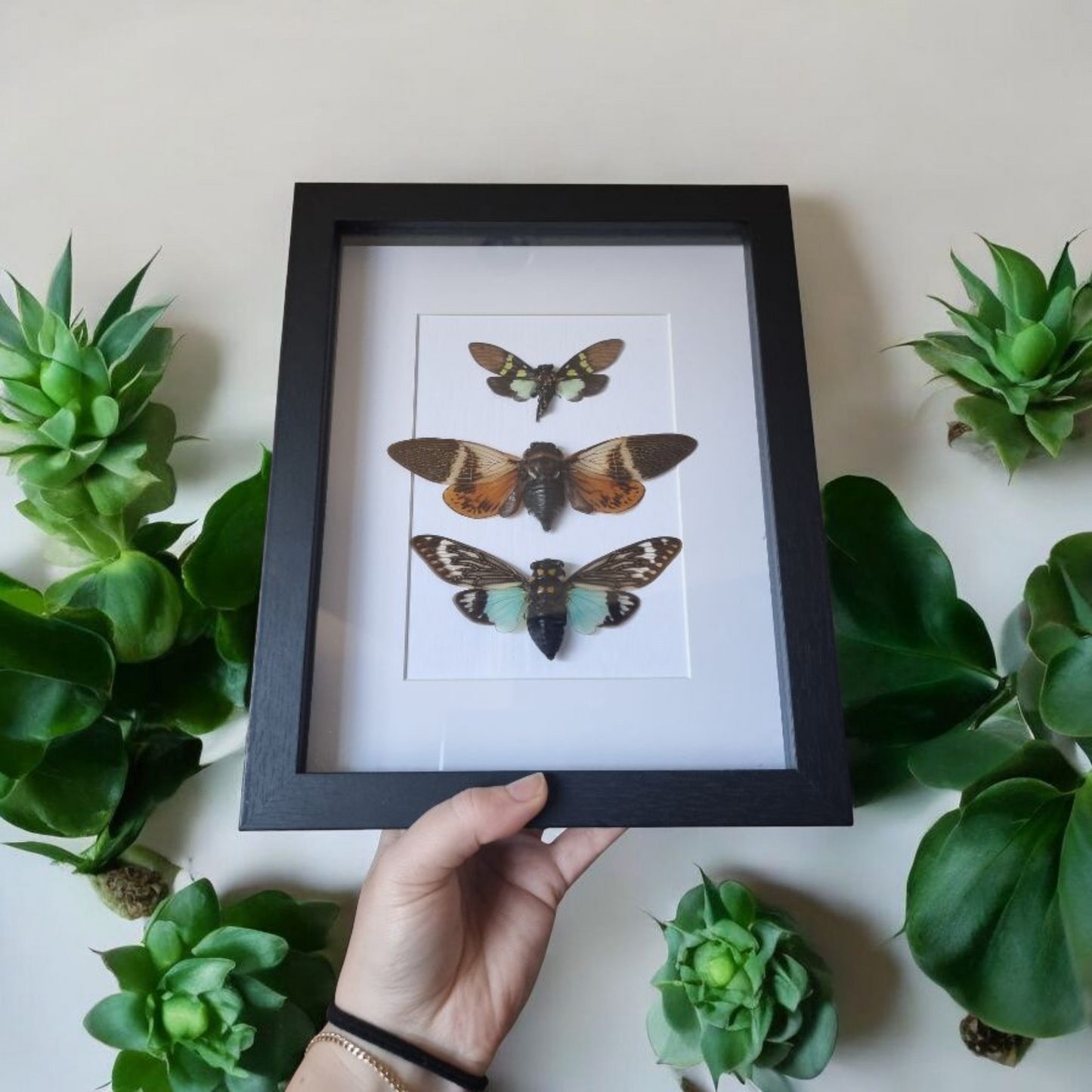 Triple Framed Cicada