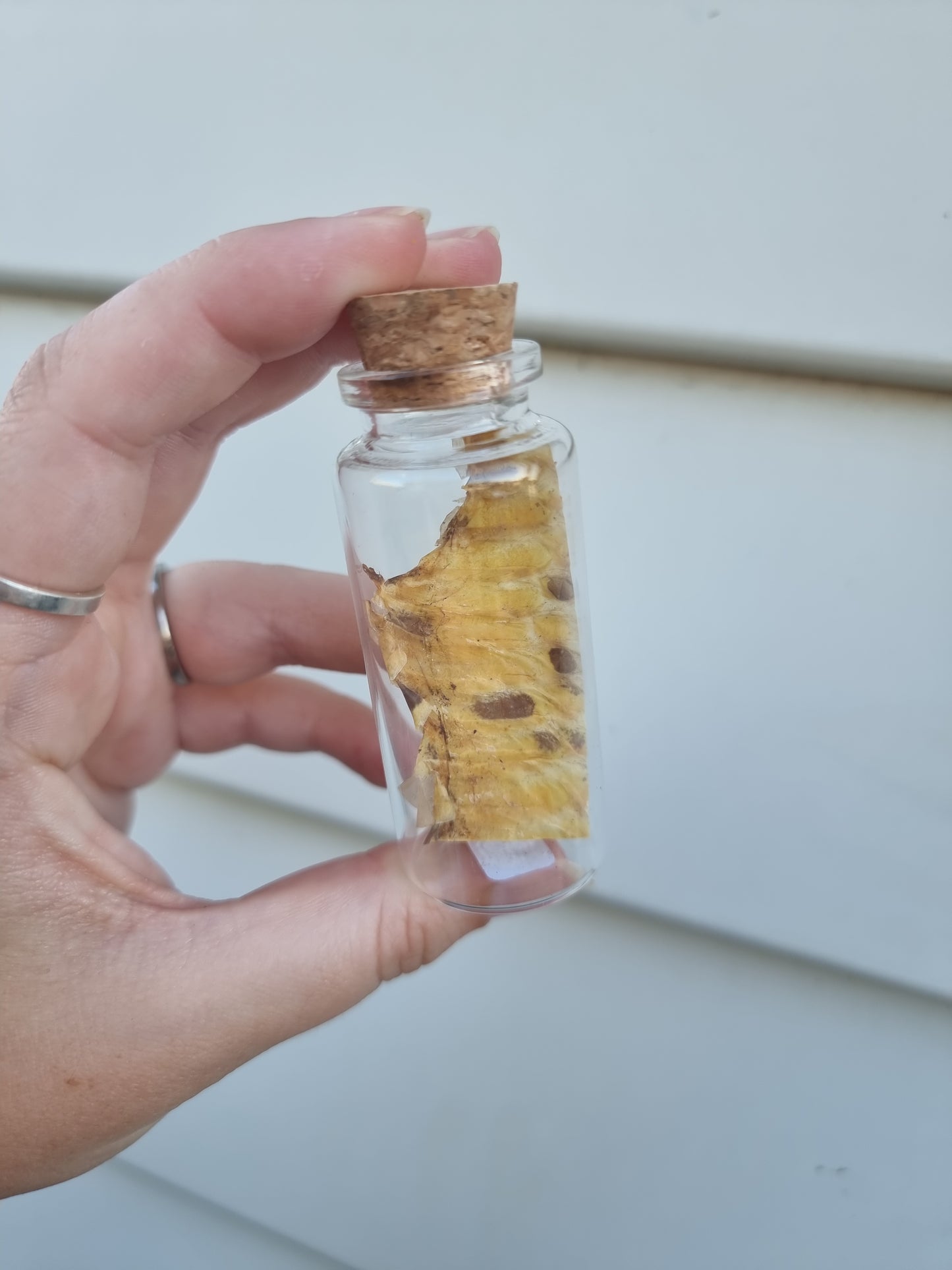 Large Snake Jar