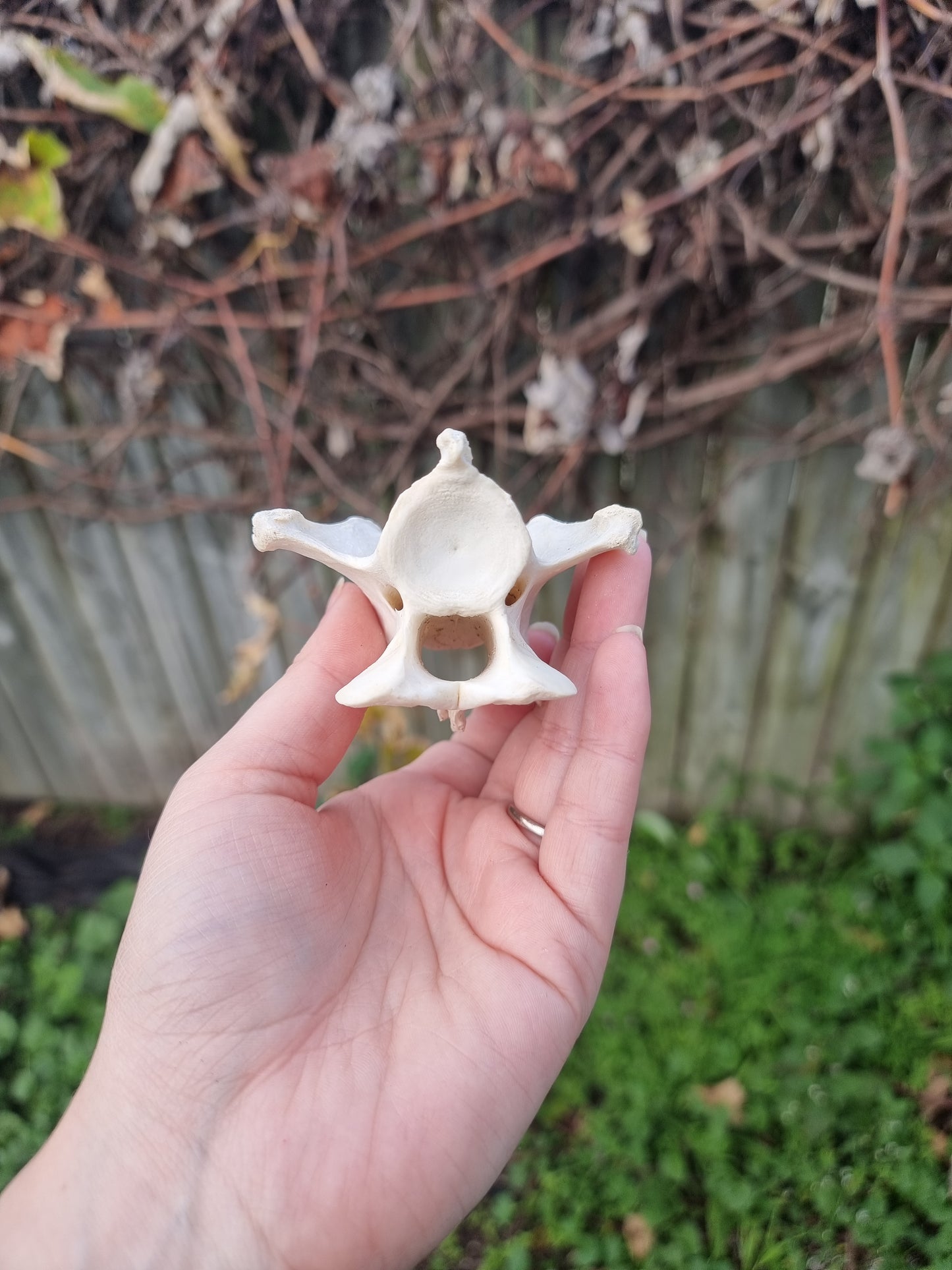 Deer Vertebrae Type 1