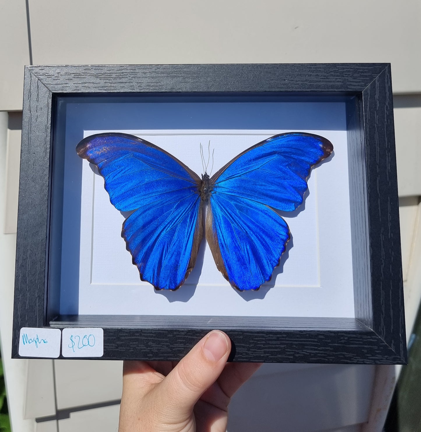 Framed Blue Morpho Butterfly