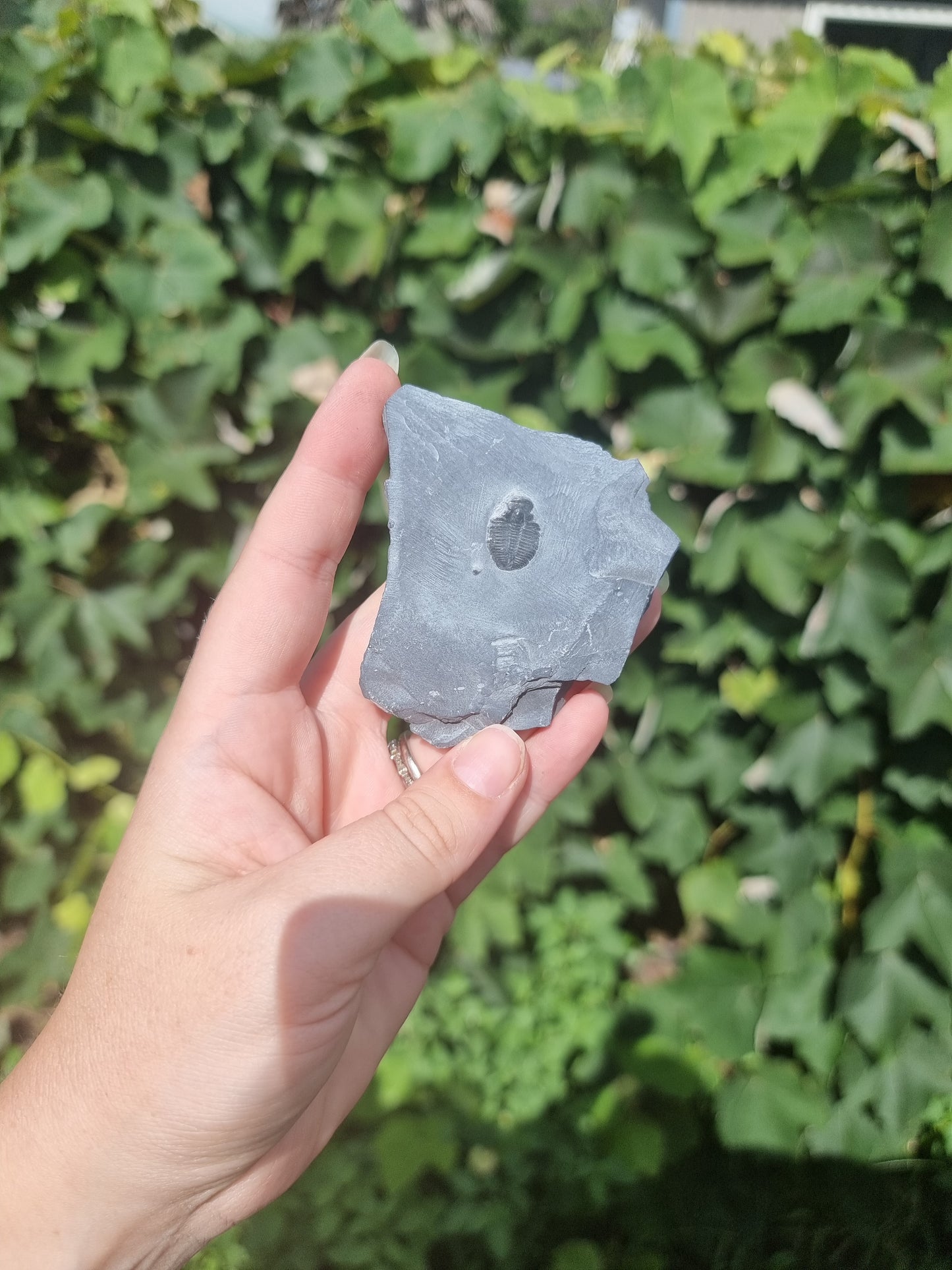 Elrathia Kingi Trilobite Fossil #3