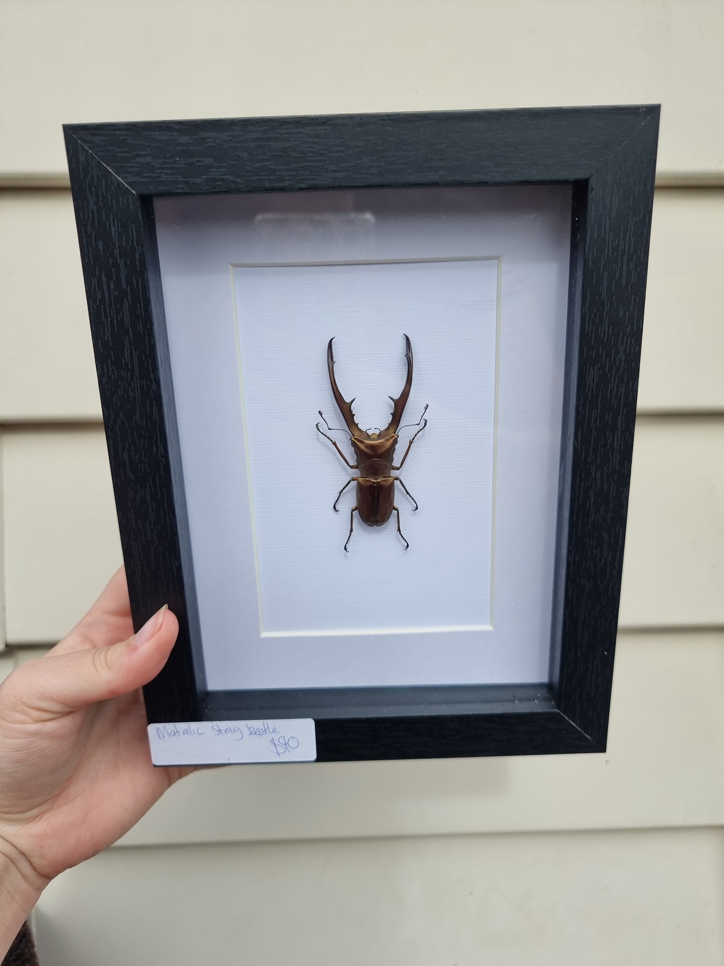 Framed Matalic Stag Beetle