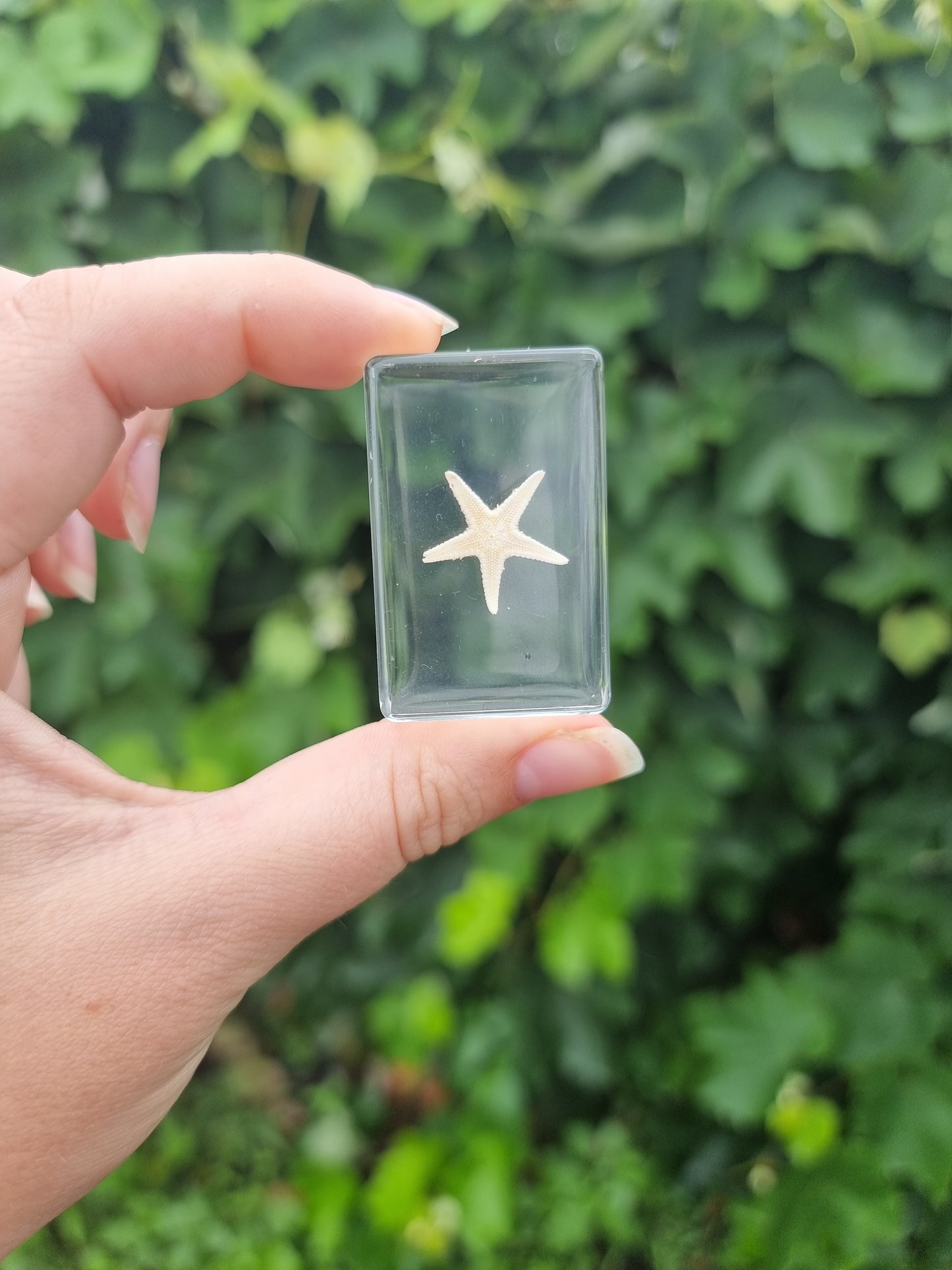 Starfish In Resin