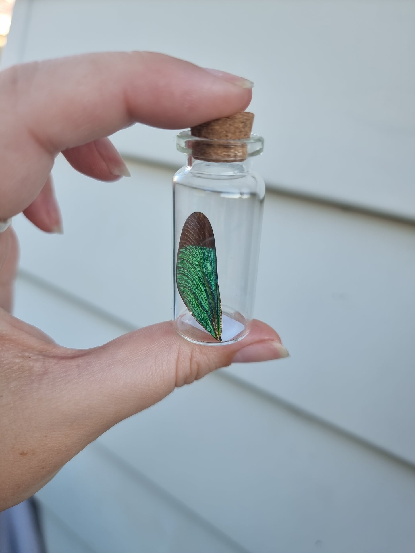 Medium Dragonfly Wing #3