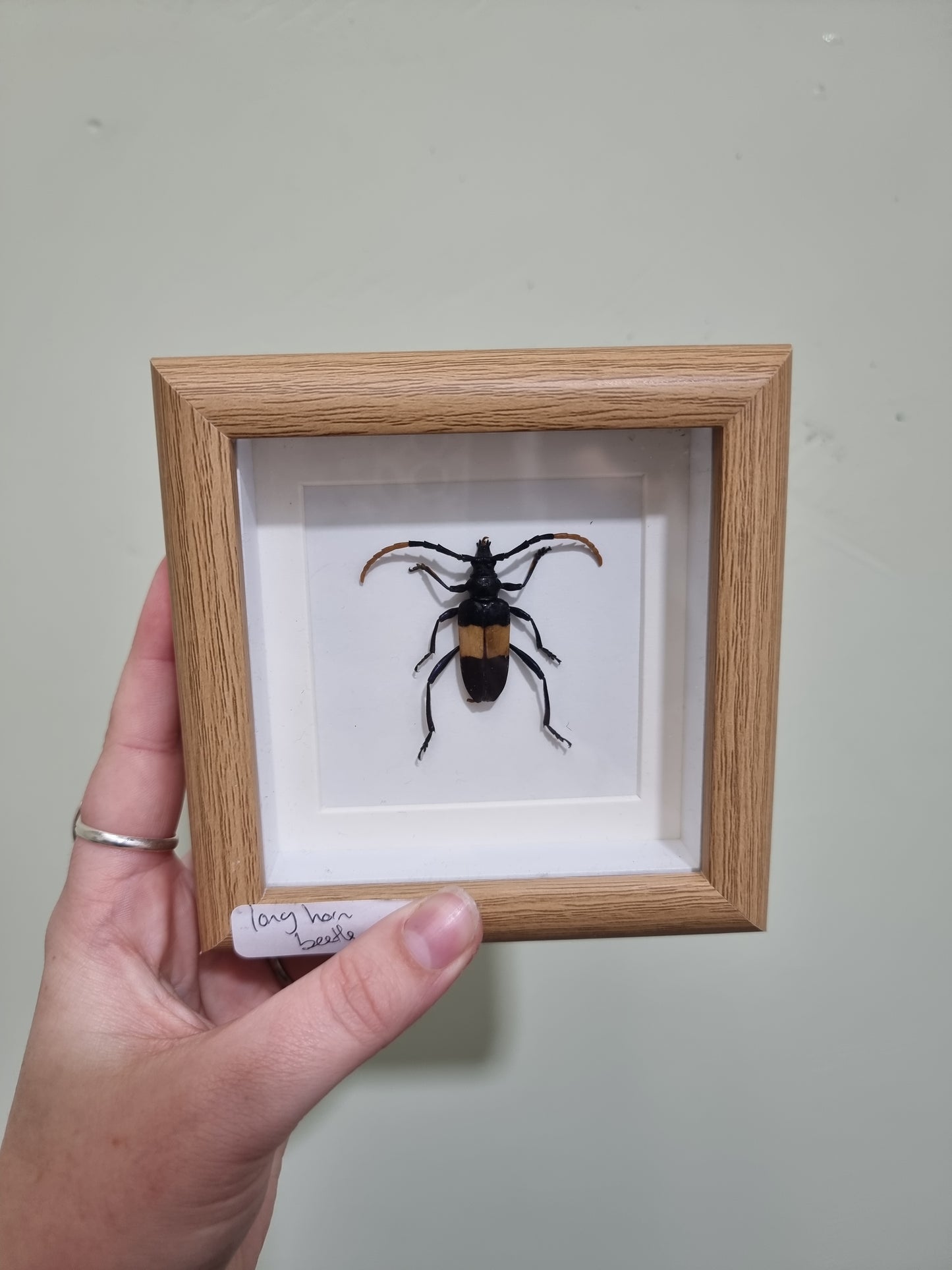 Mini Framed Long Horn Beetle