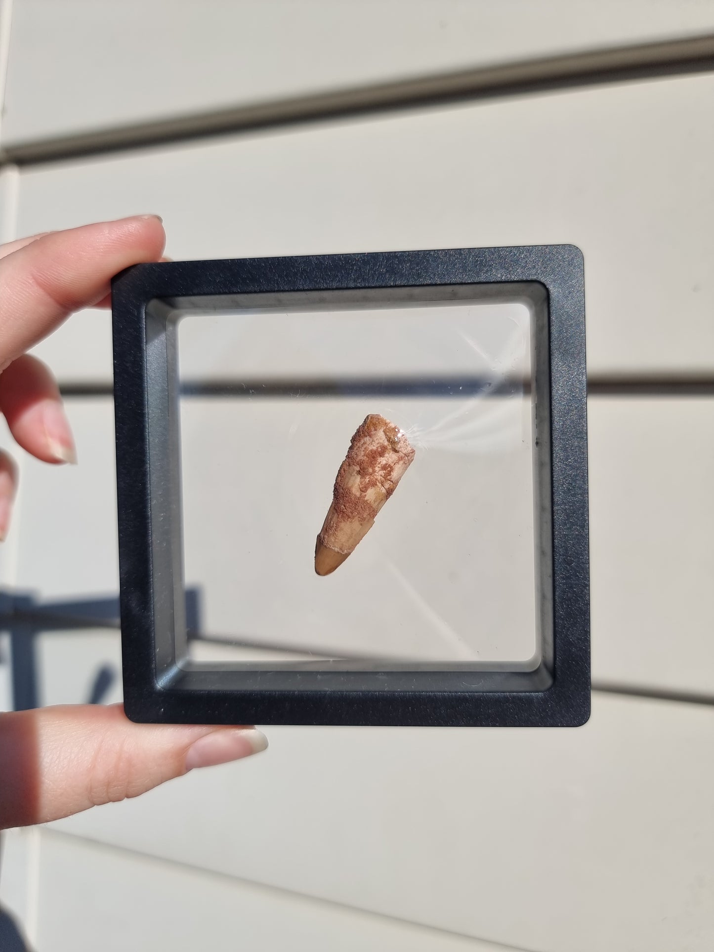 Spinosaurus Tooth #2