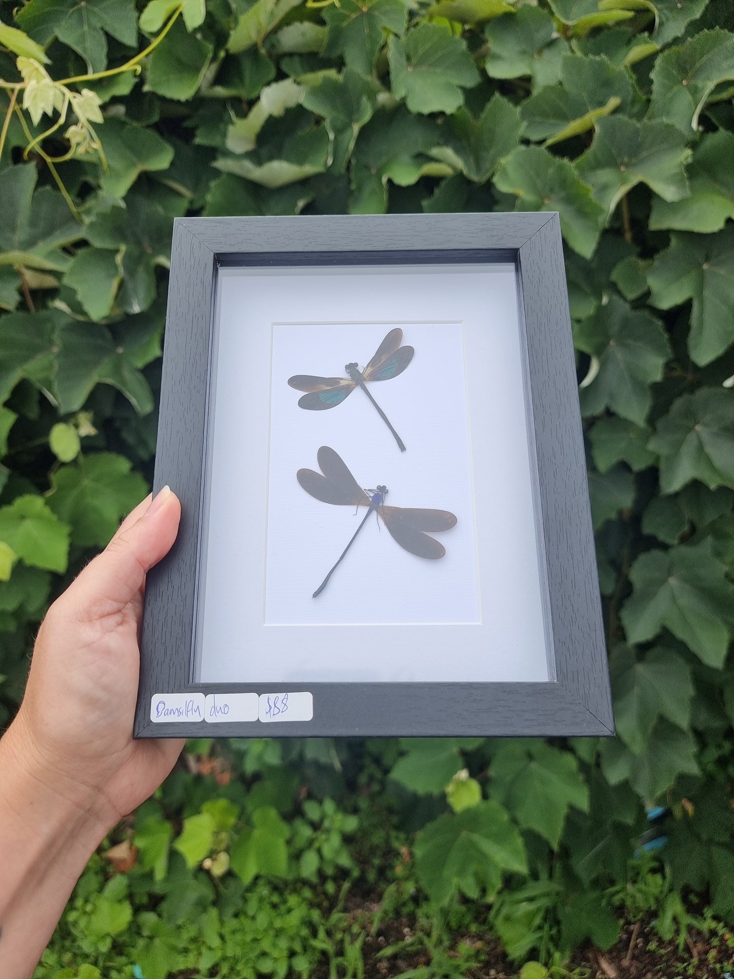Damselfly Duo #9