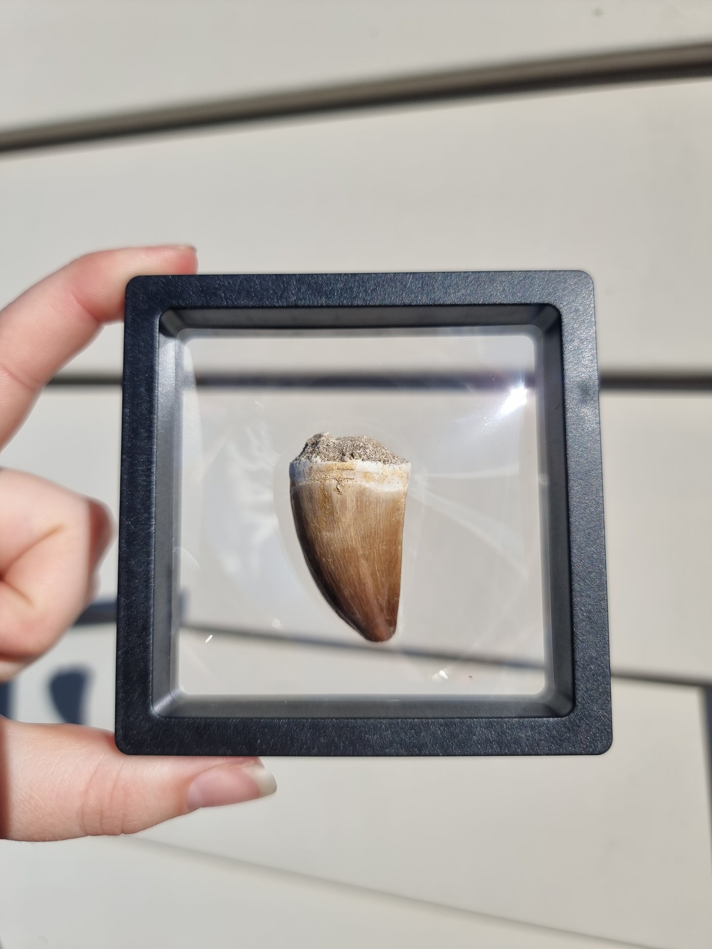 Mososaur Tooth #4
