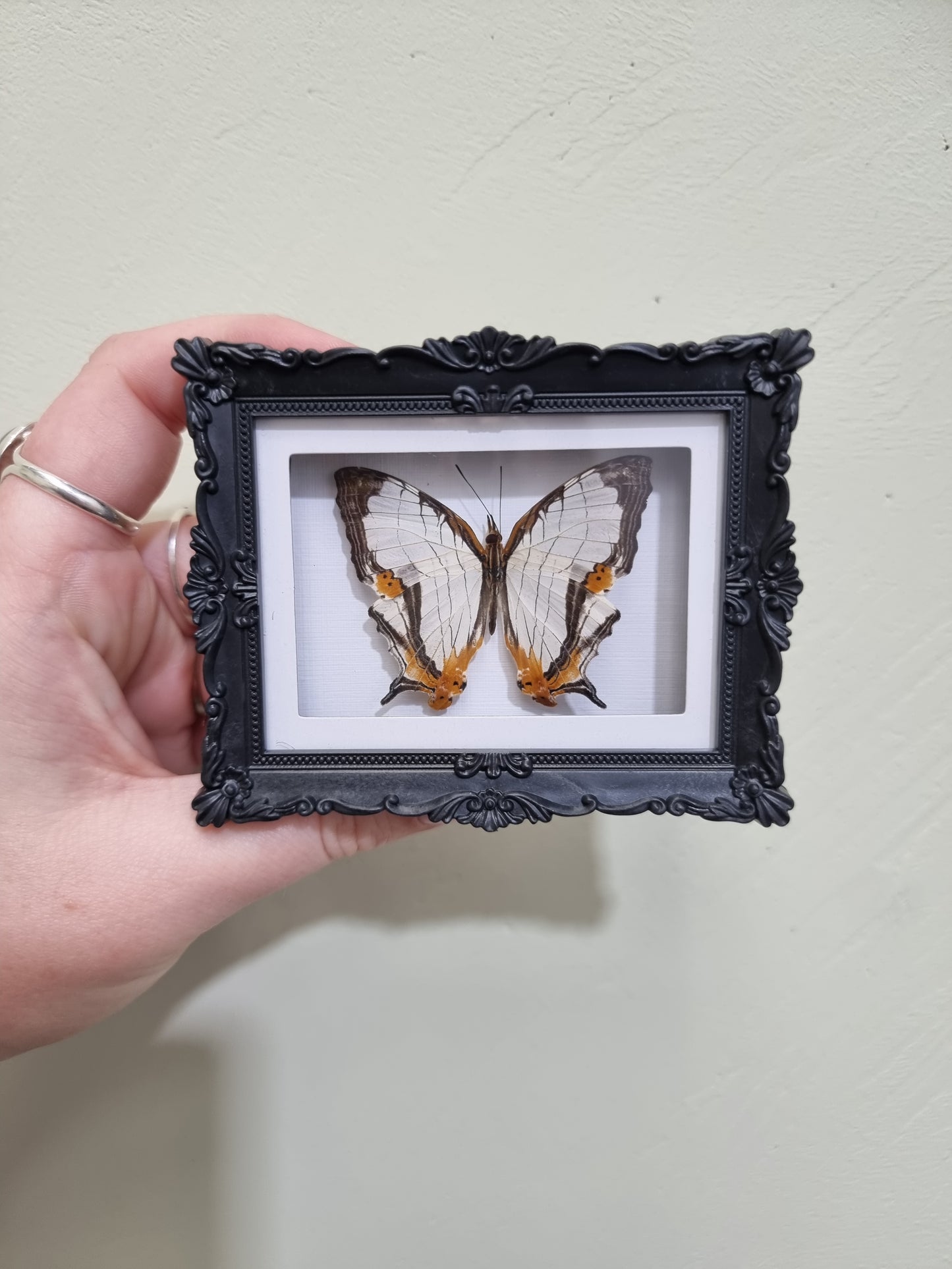 Mini Magnet Framed Map Wing Butterfly 1