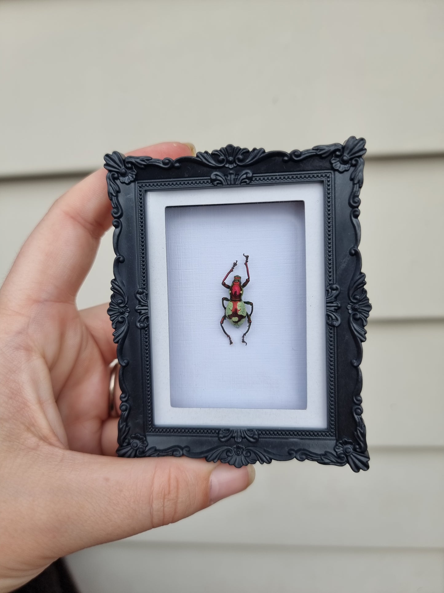 Mini Magnet Frame Dancing Weevil #2