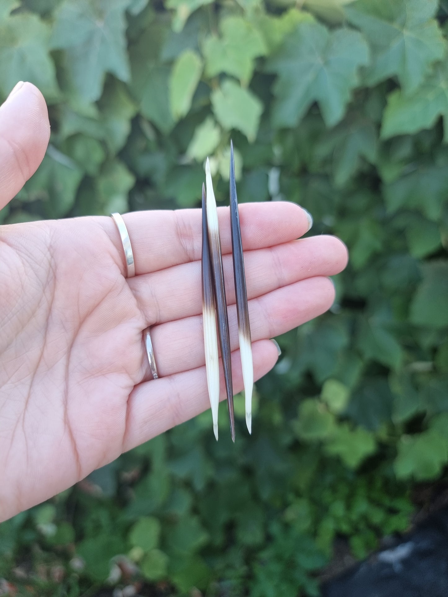 Porcupine Quills