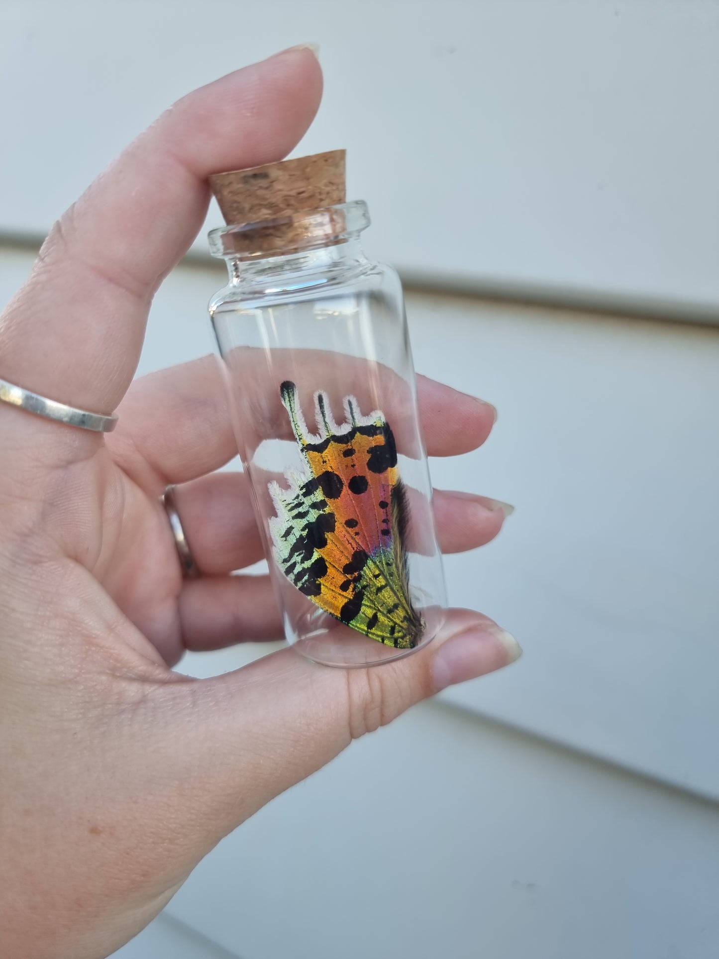 Large Moth Wing Jar