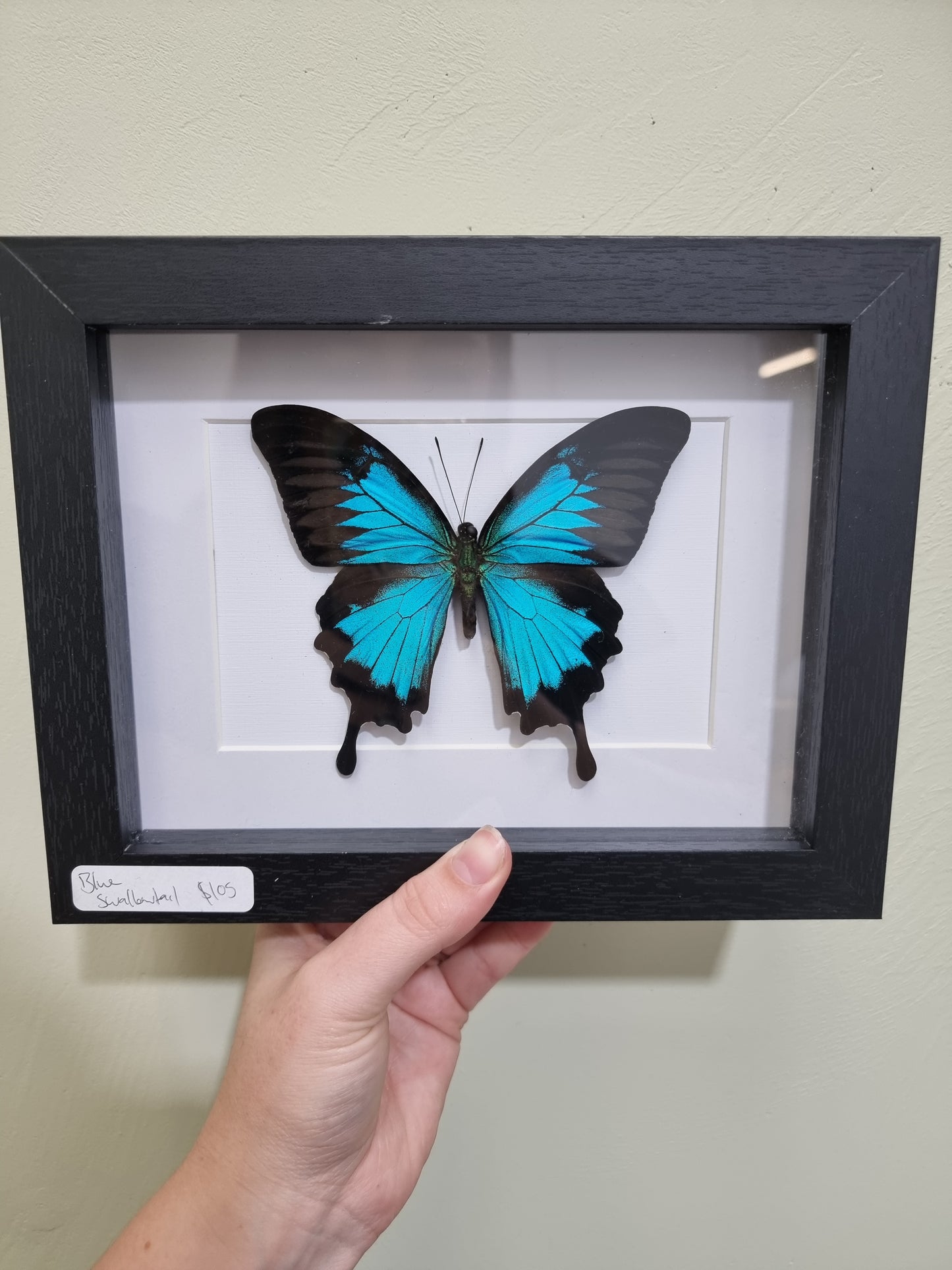 Framed Blue Swallowtail Butterfly