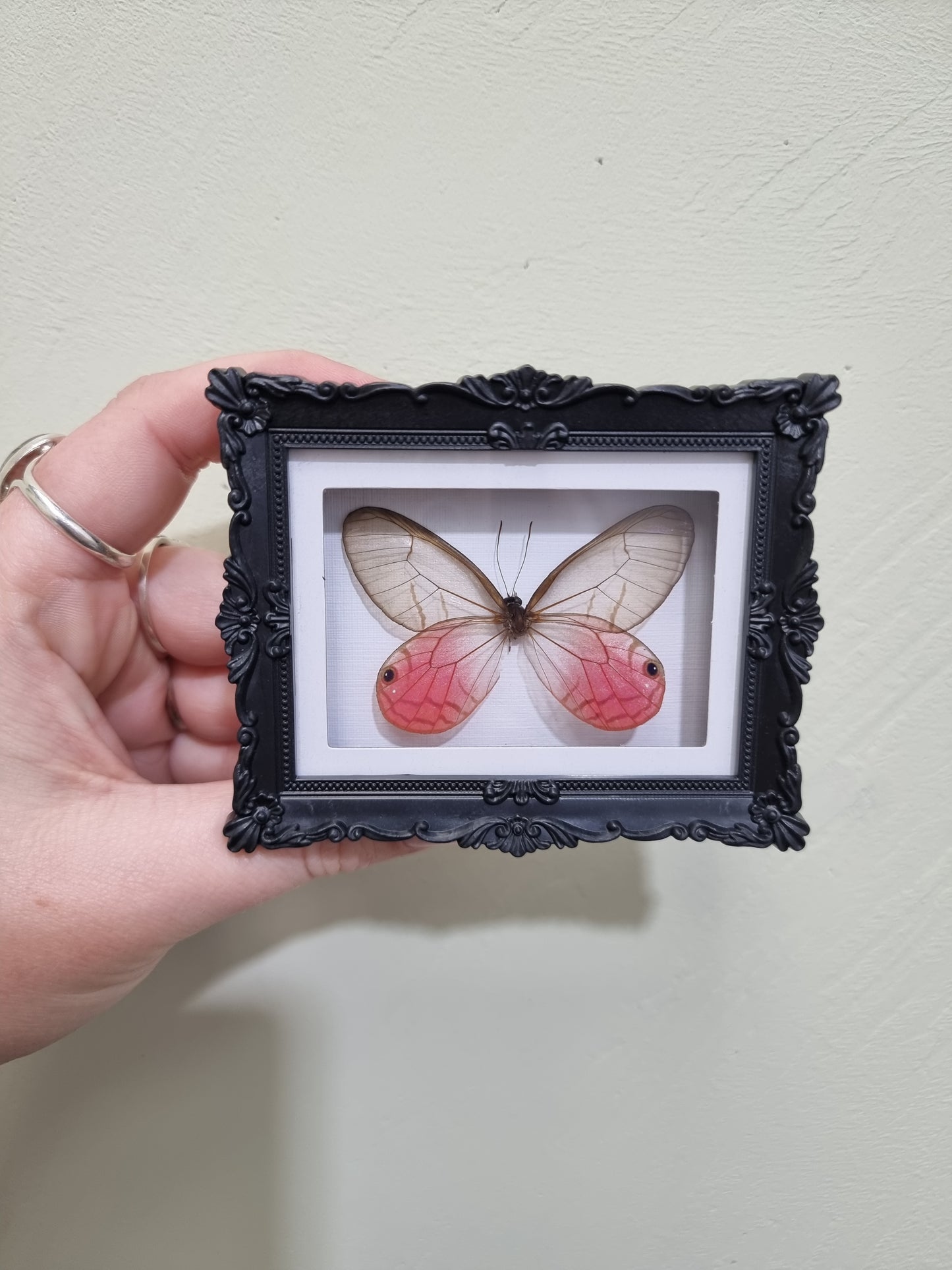 Mini Magnet Framed Phantom Wing Butterfly Imperfect
