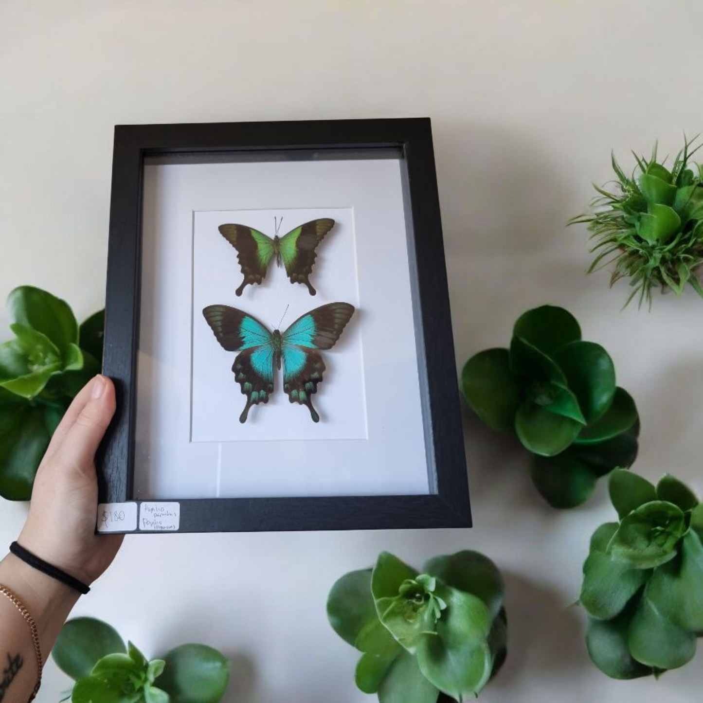 Double Framed Butterflies #6