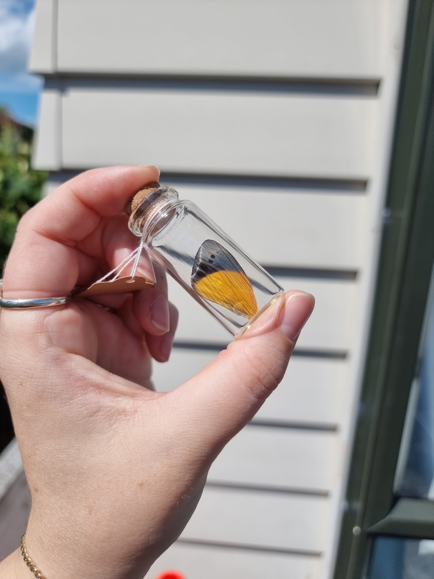 Medium Asterope Markii Butterfly Wing Jar