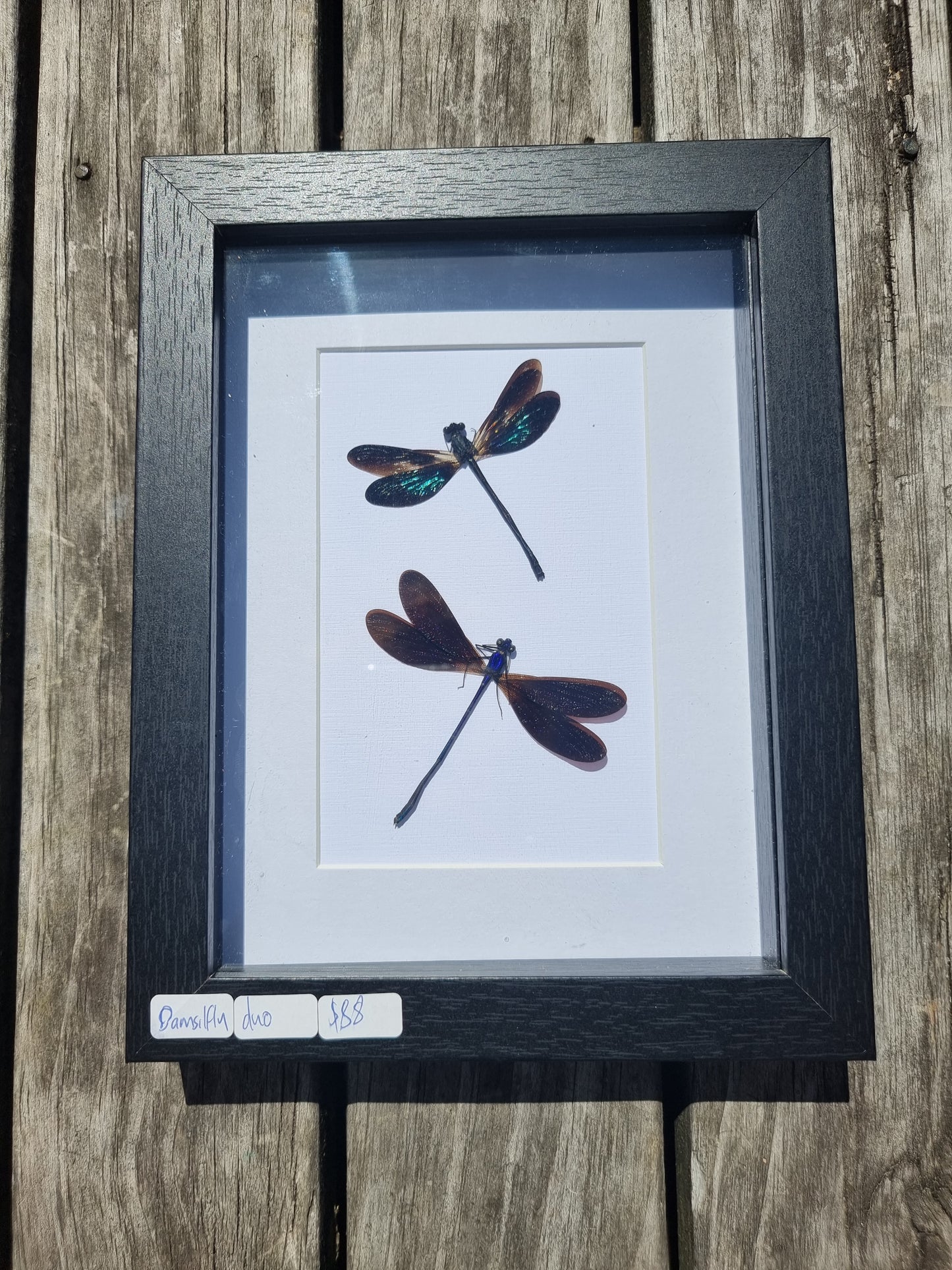 Framed Damselfly Duo #1