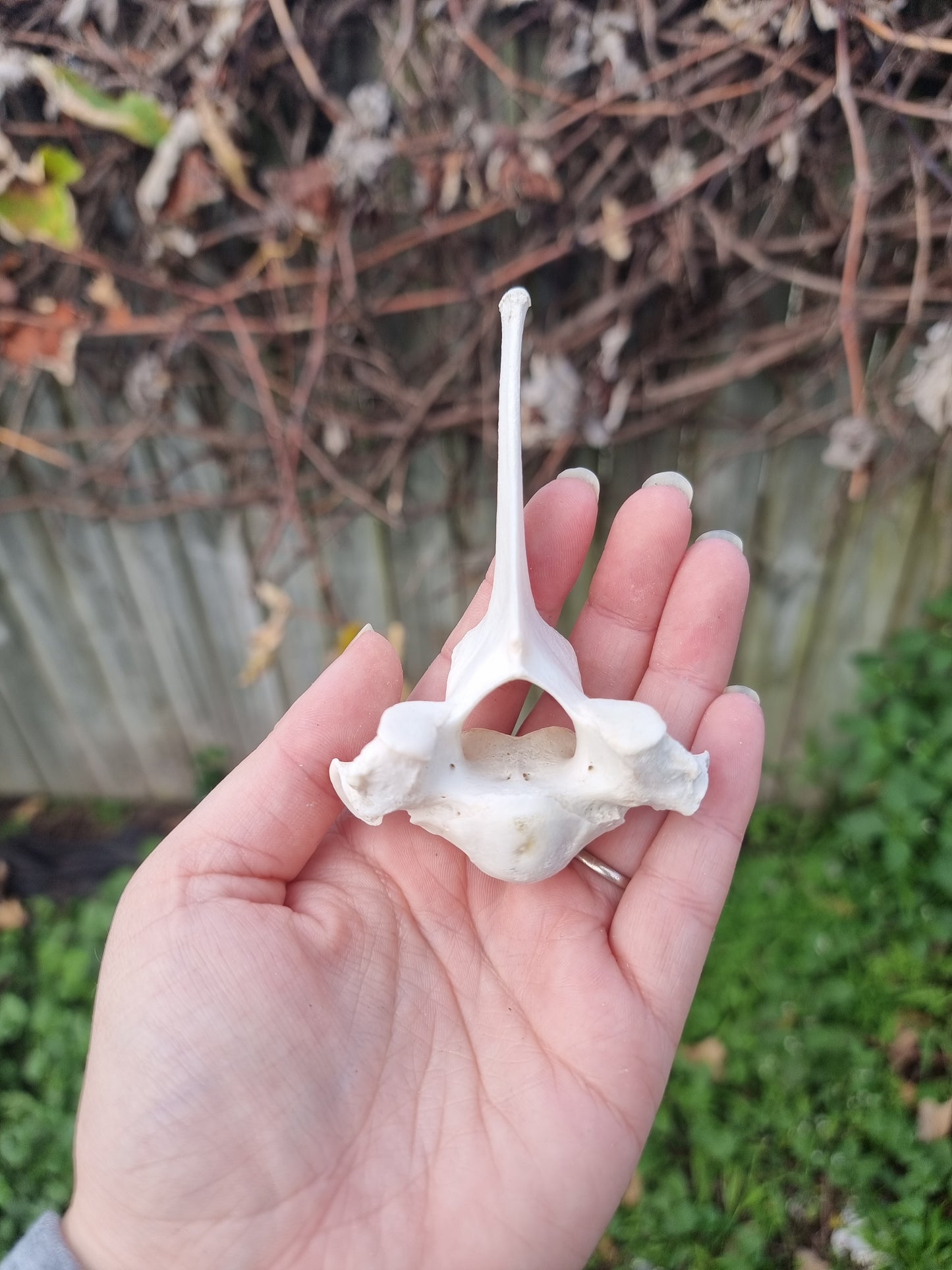Deer Vertebrae Type 4