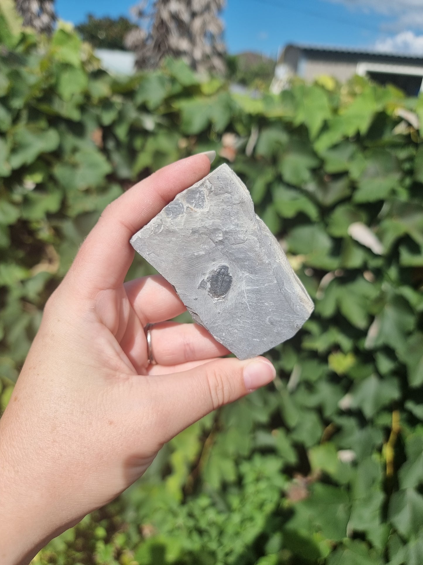 Elrathia Kingi Trilobite Fossil #2