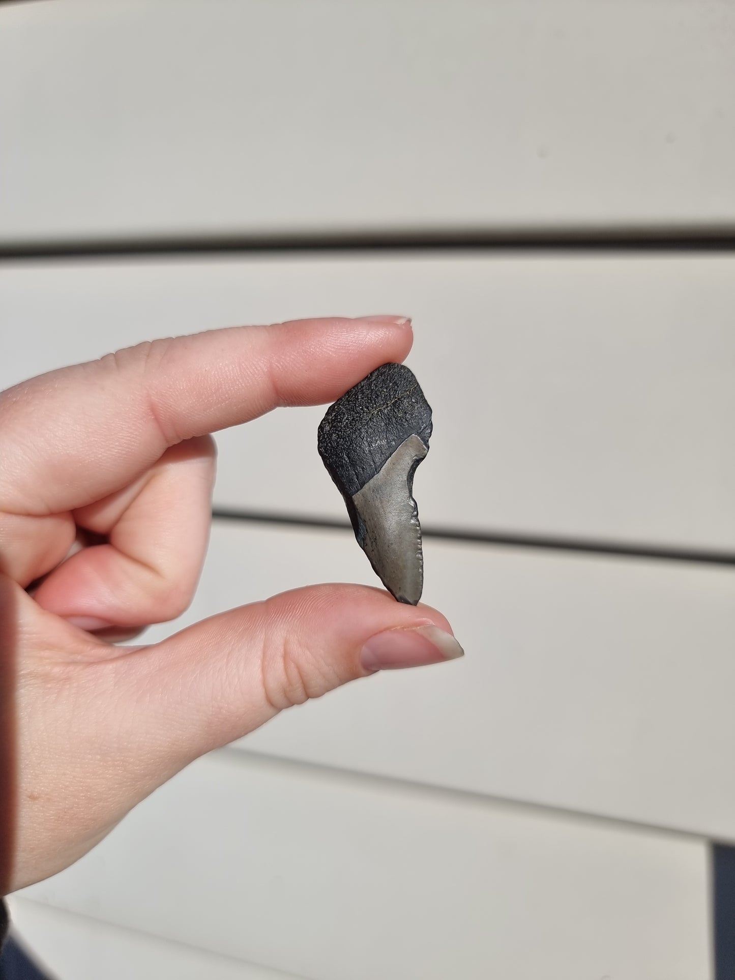 Megalodon Tooth Shard #1