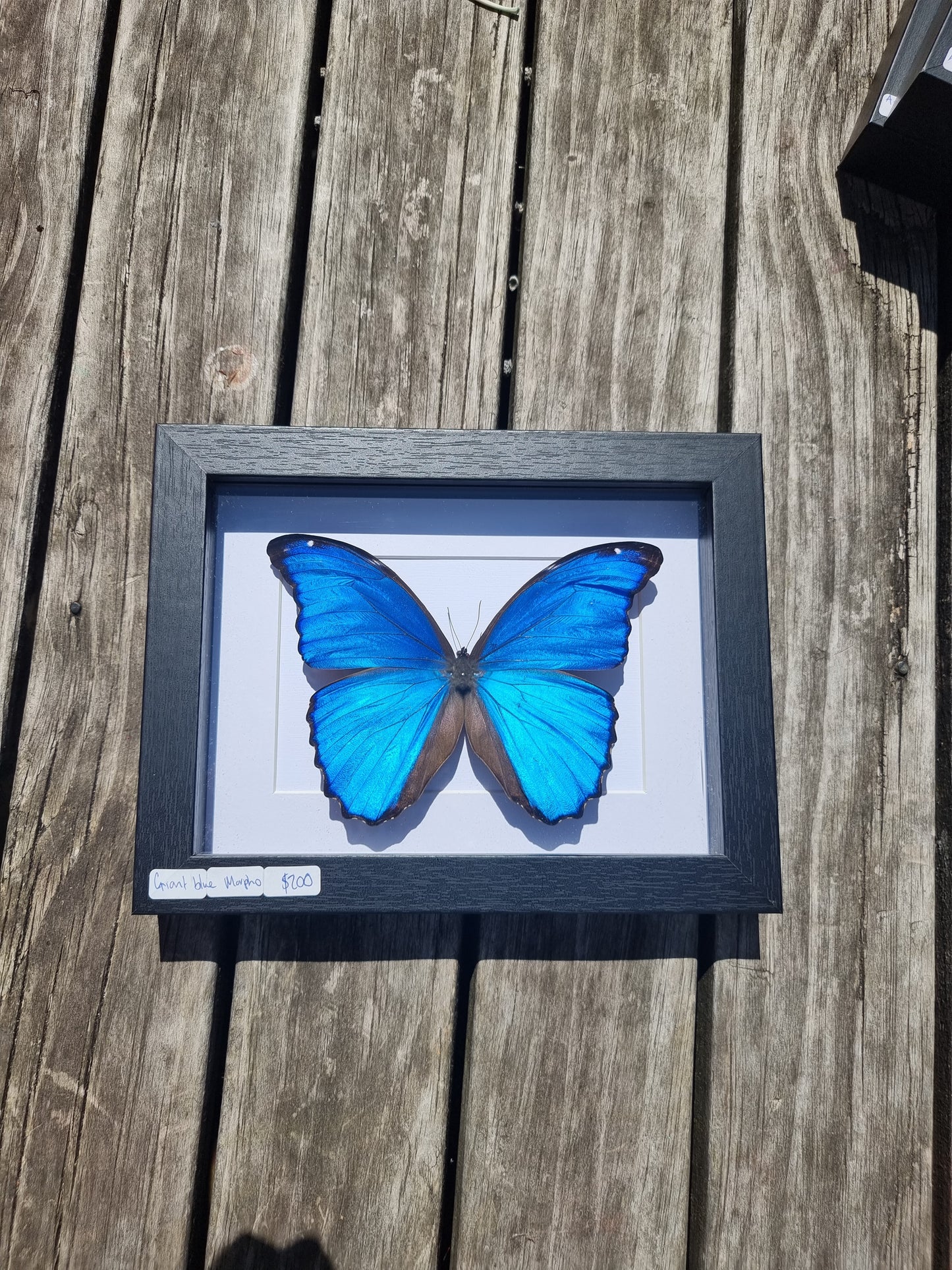 Framed Morpho Butterfly