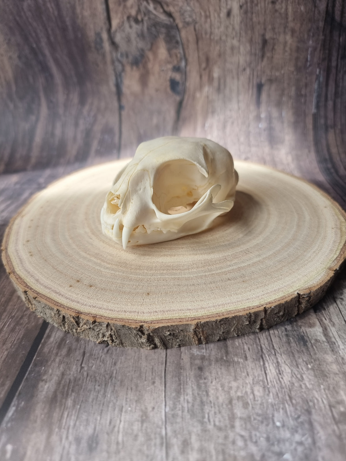 African Wildcat Skull #2
