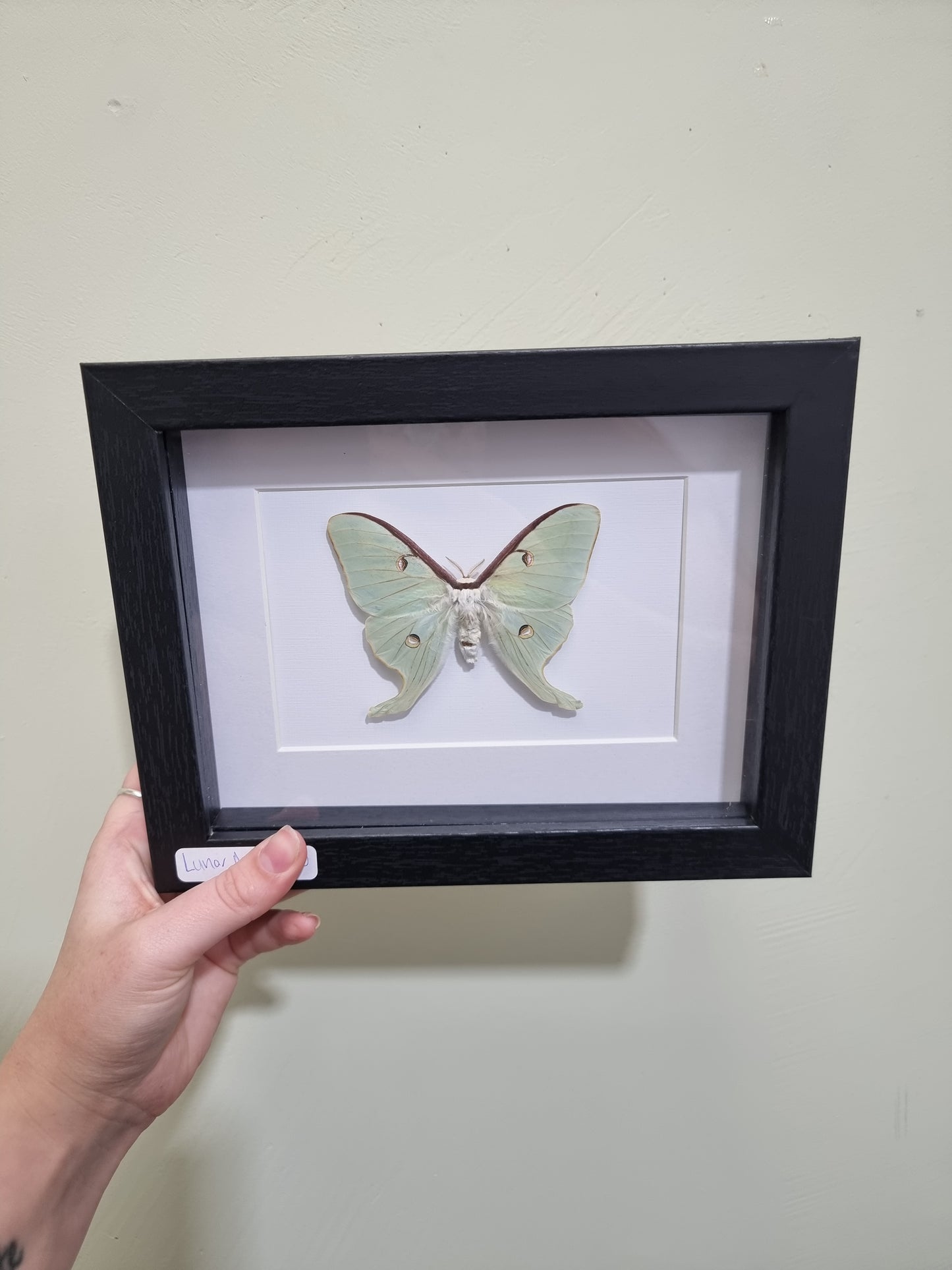 Framed Lunar Moth #1