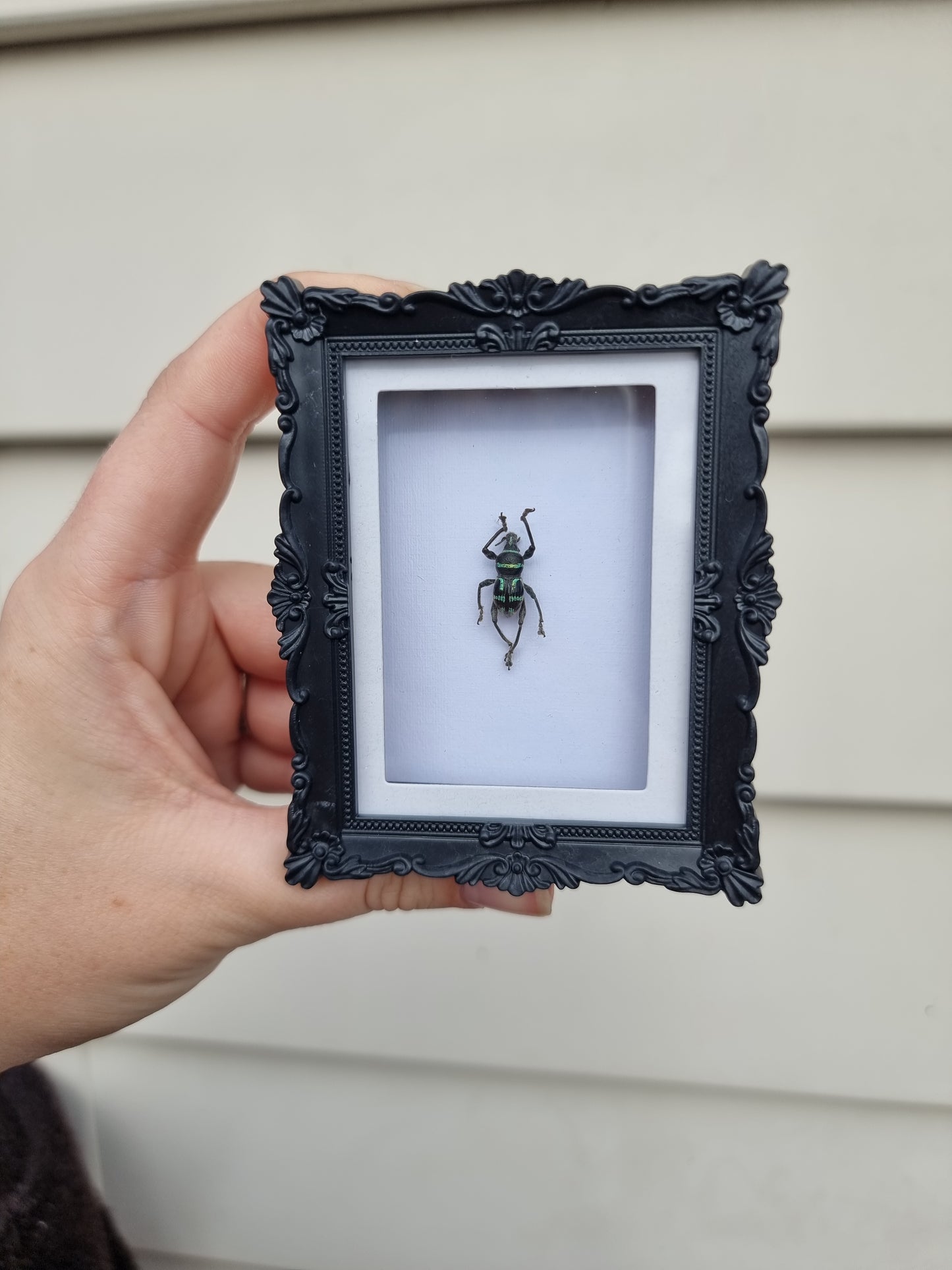 Mini Magnet frame Dancing Weevil #1