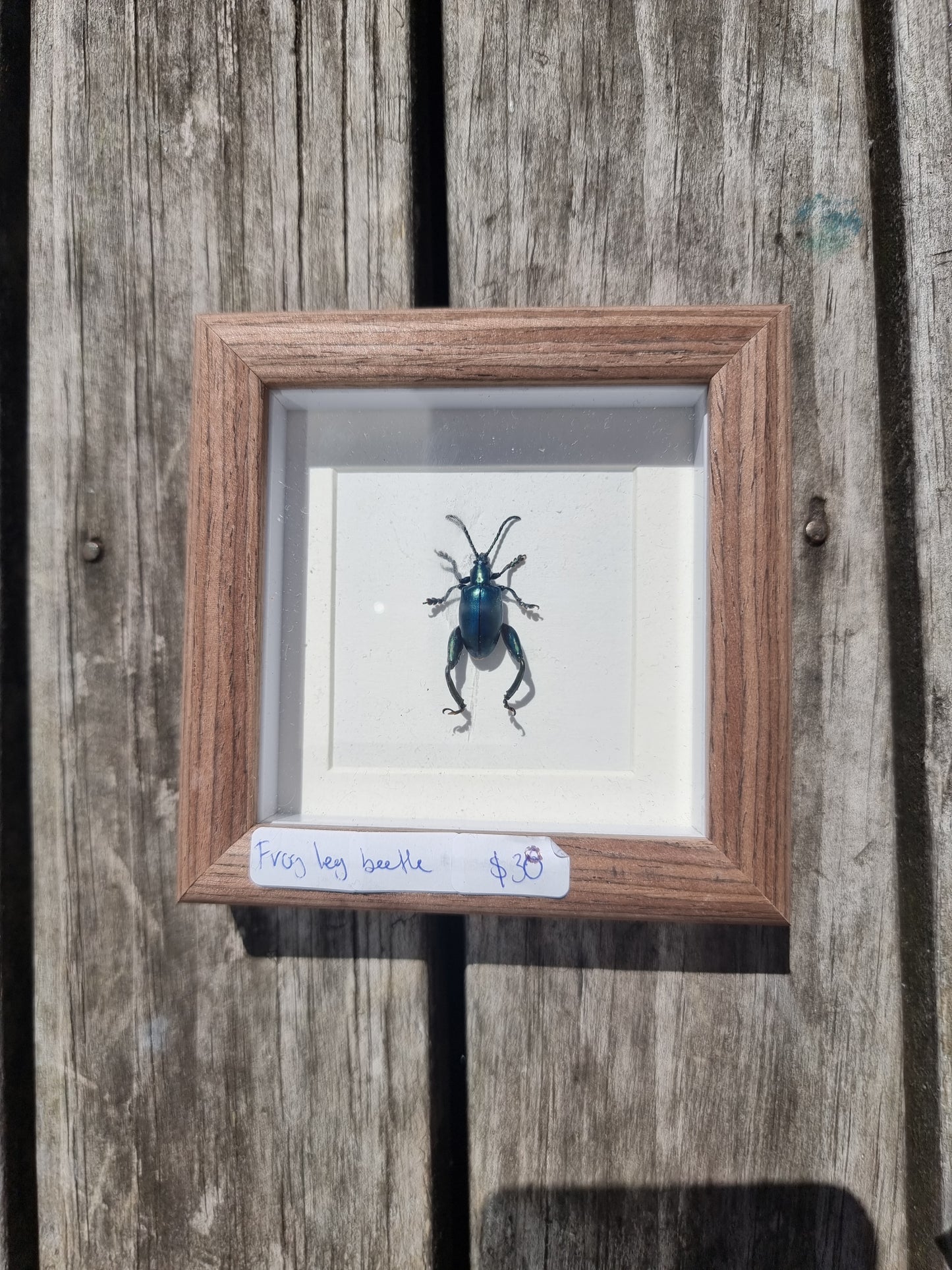 Mini Framed Frog Leg Beetle #2