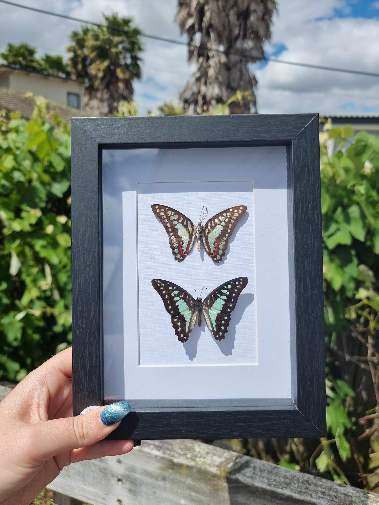 Double Framed Butterfly #1