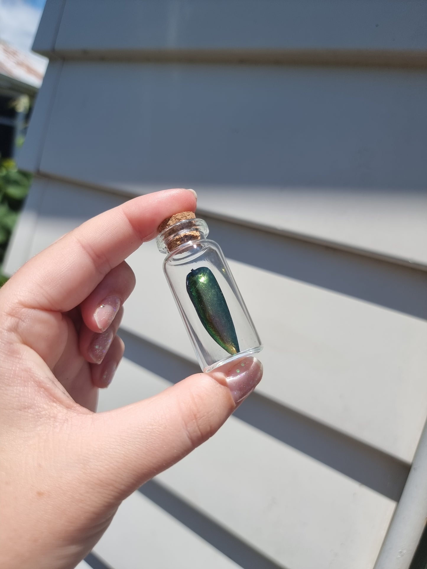 Medium Beetle Wing Jar