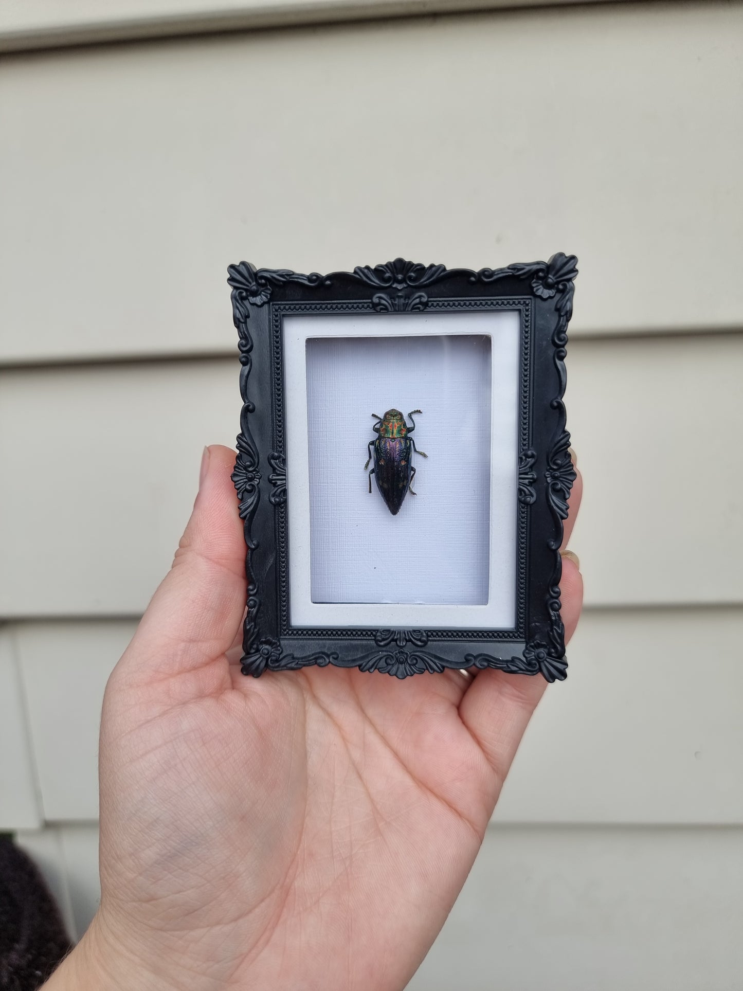 Mini Magnet Frame Jewel Beetle #1